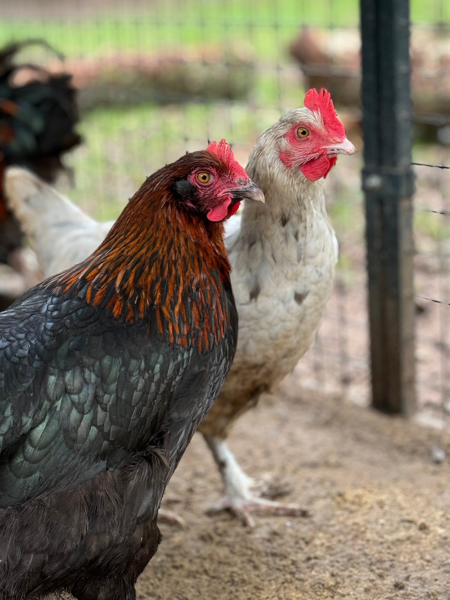 Blue/Black/Splash Copper Maran Chicken Hatching eggs NPIP AI