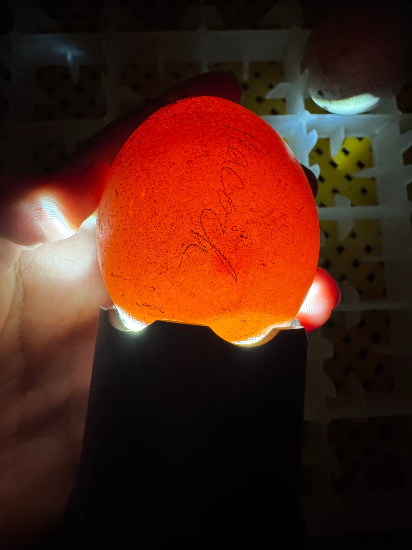 **PREORDER** PURPLE Peafowl Hatching Eggs