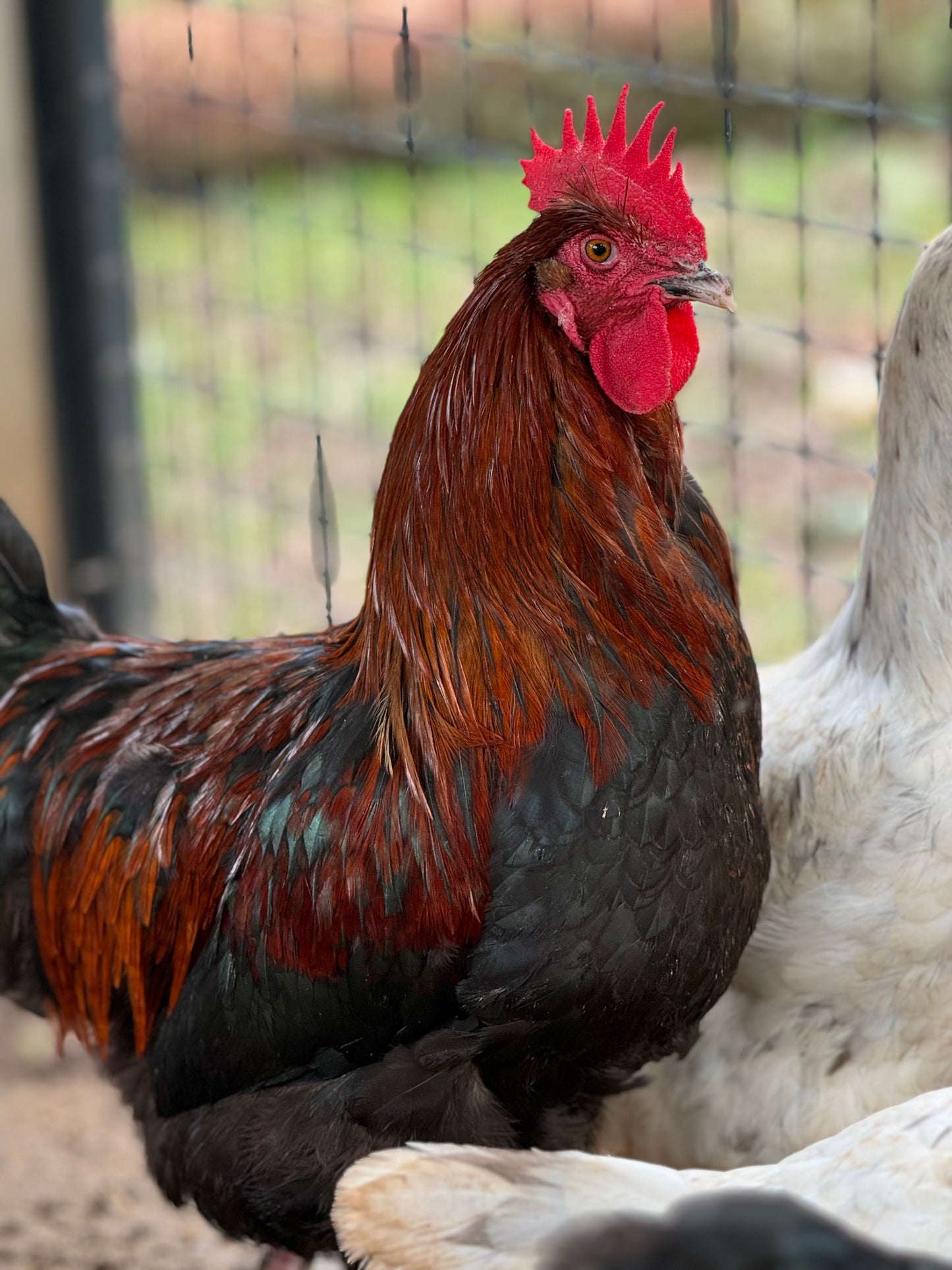 Blue/Black/Splash Copper Maran Chicken Hatching eggs NPIP AI