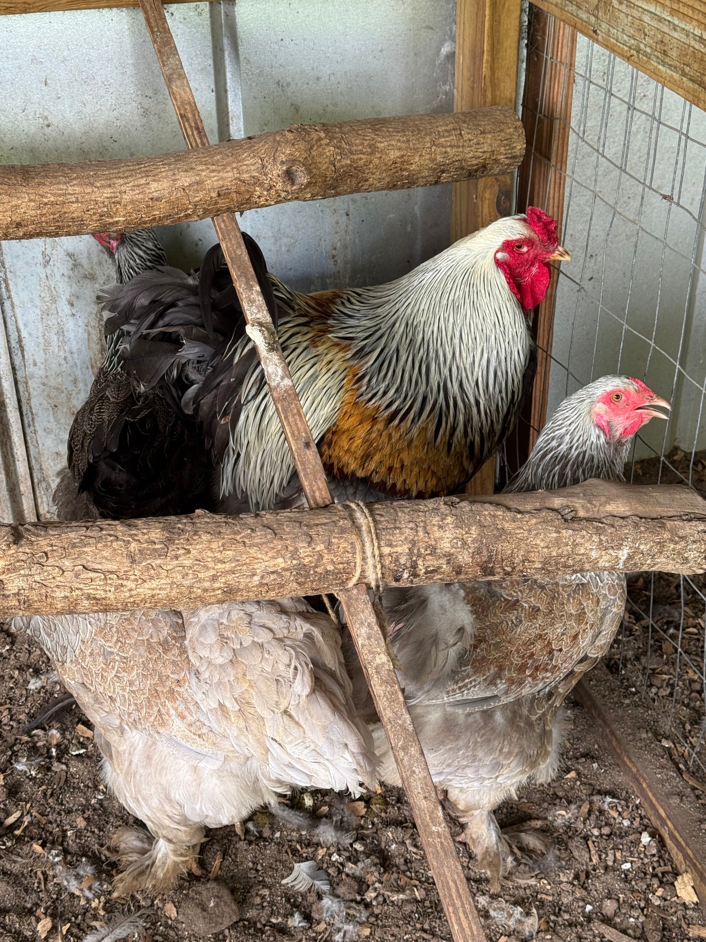 Blue/Black/Splash SILVER Partridge Brahma Hatching Eggs