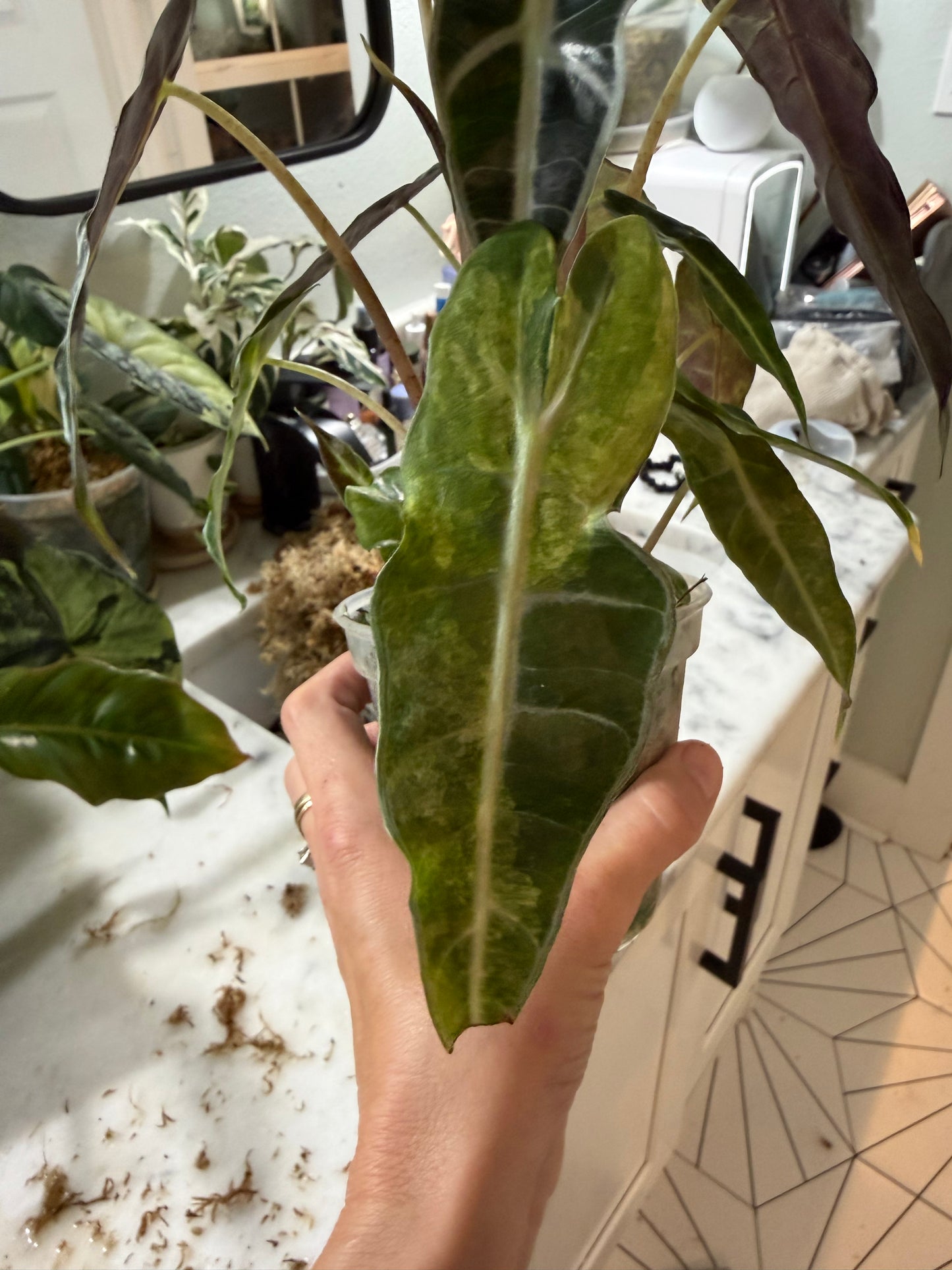 *EXACT PLANT* Amazonica “Polly” Aurea Variegated Alocasia Corming size