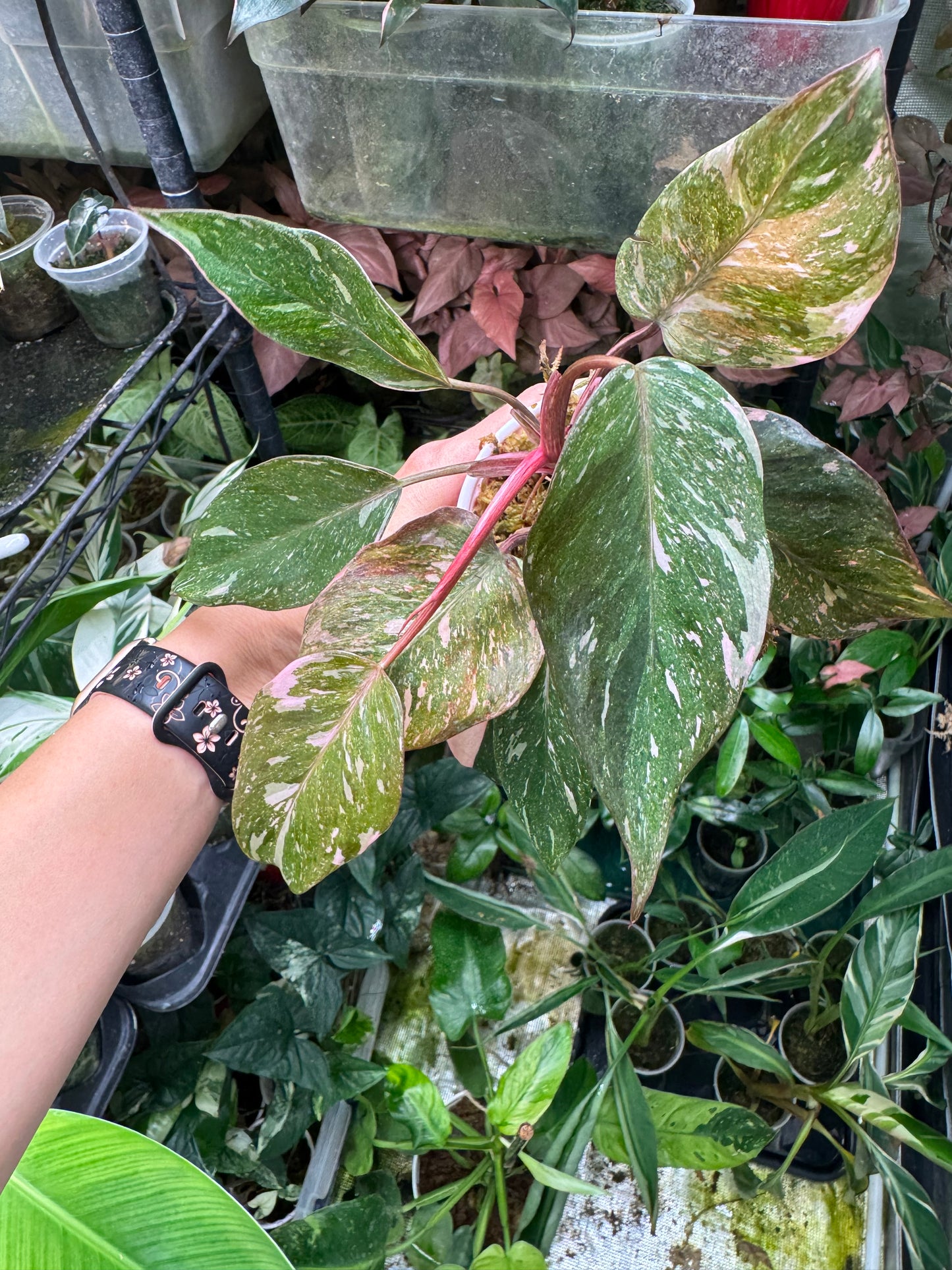 Pink Princess Philodendron MARBLED *EXACT PLANT*