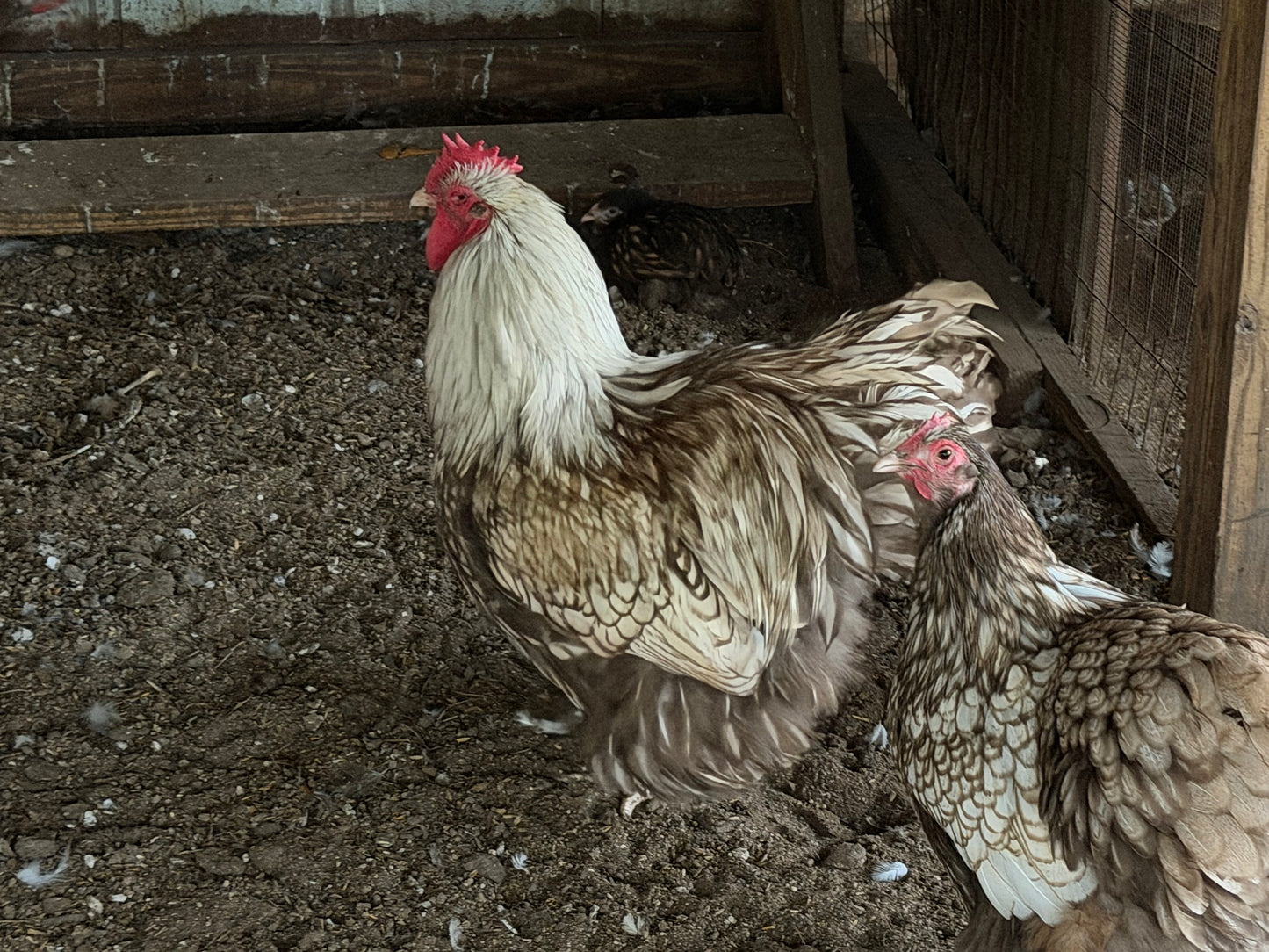 Chocolate laced English Orpington Hatching Eggs NPIP AI clean