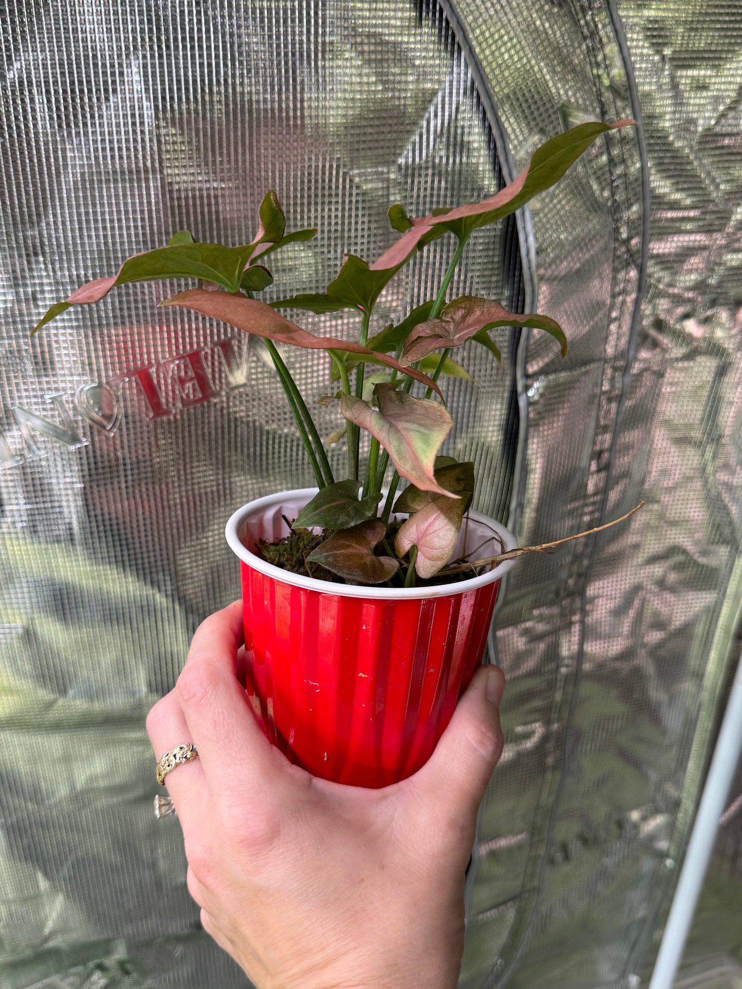 *Growers Choice* Syngonium Pink Perfection