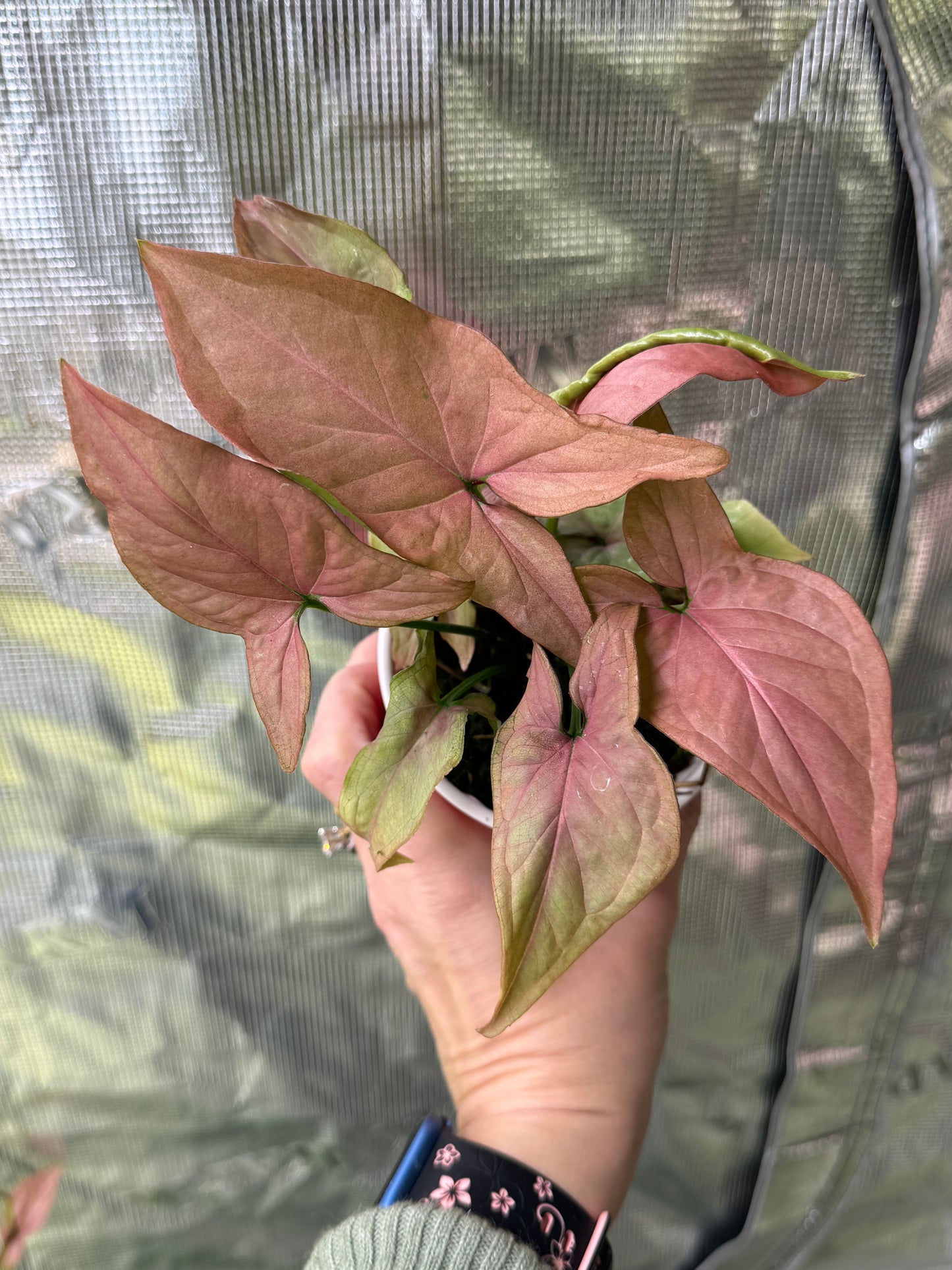 *Growers Choice* Syngonium Pink Perfection