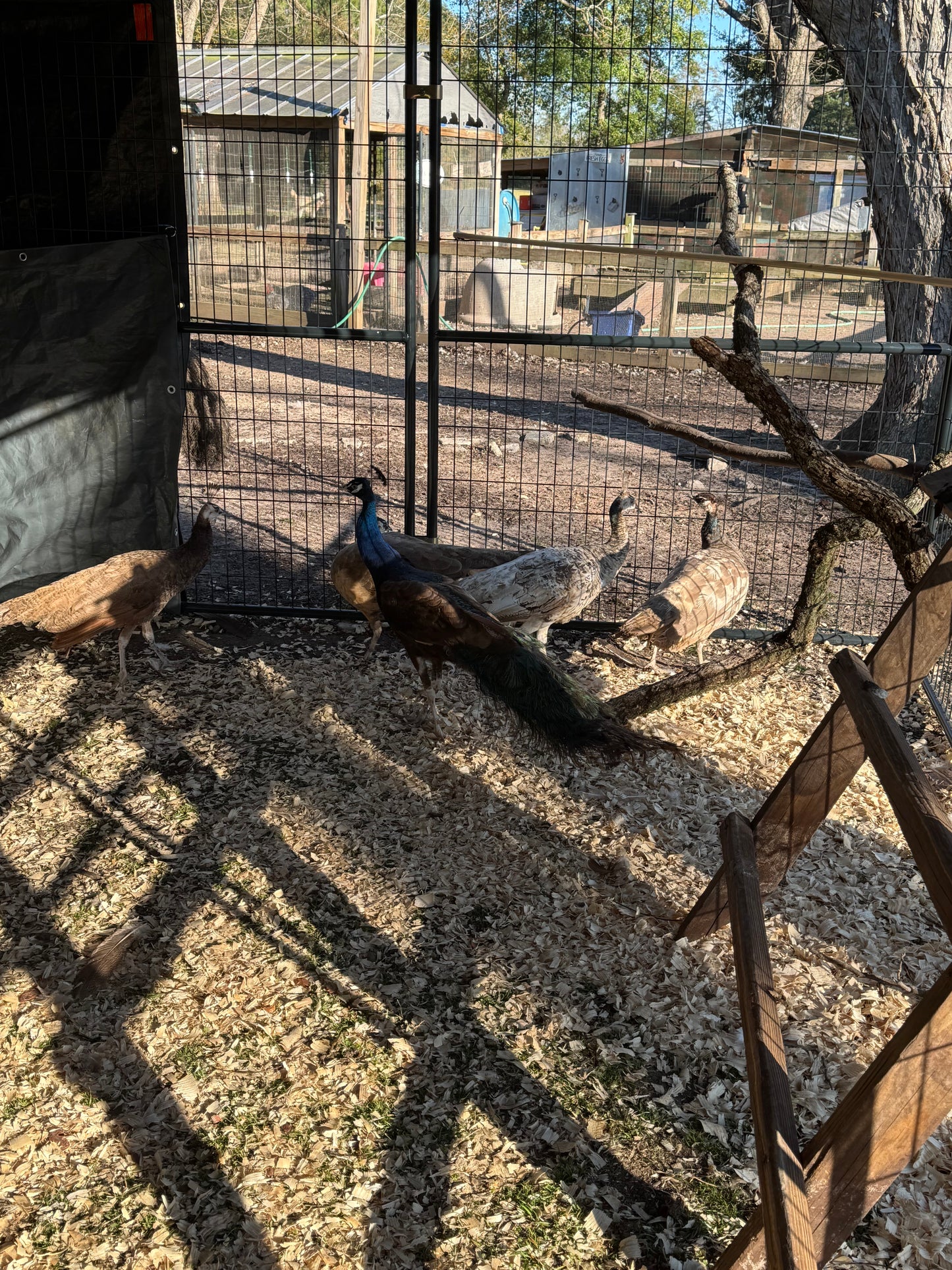 **PREORDER** PURPLE Peafowl Hatching Eggs