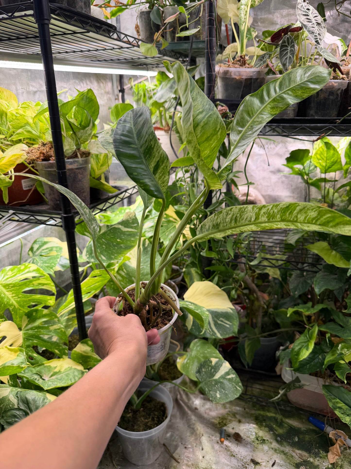 *EXACT PLANT* Epipremnum Giganteum Blizzard Marbled