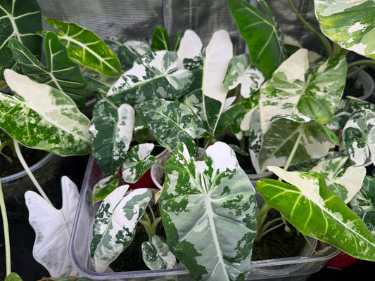 *Growers Choice* Variegated Frydek Alocasia