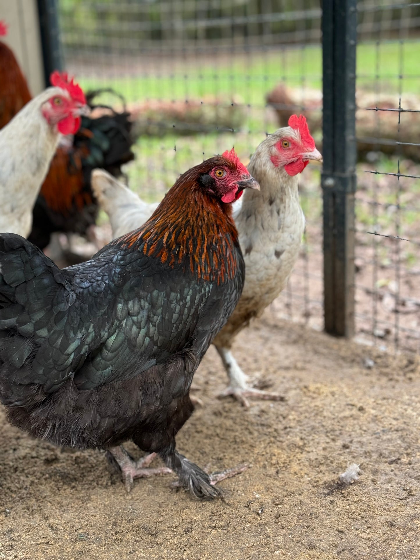 Blue/Black/Splash Copper Maran Chicken Hatching eggs NPIP AI