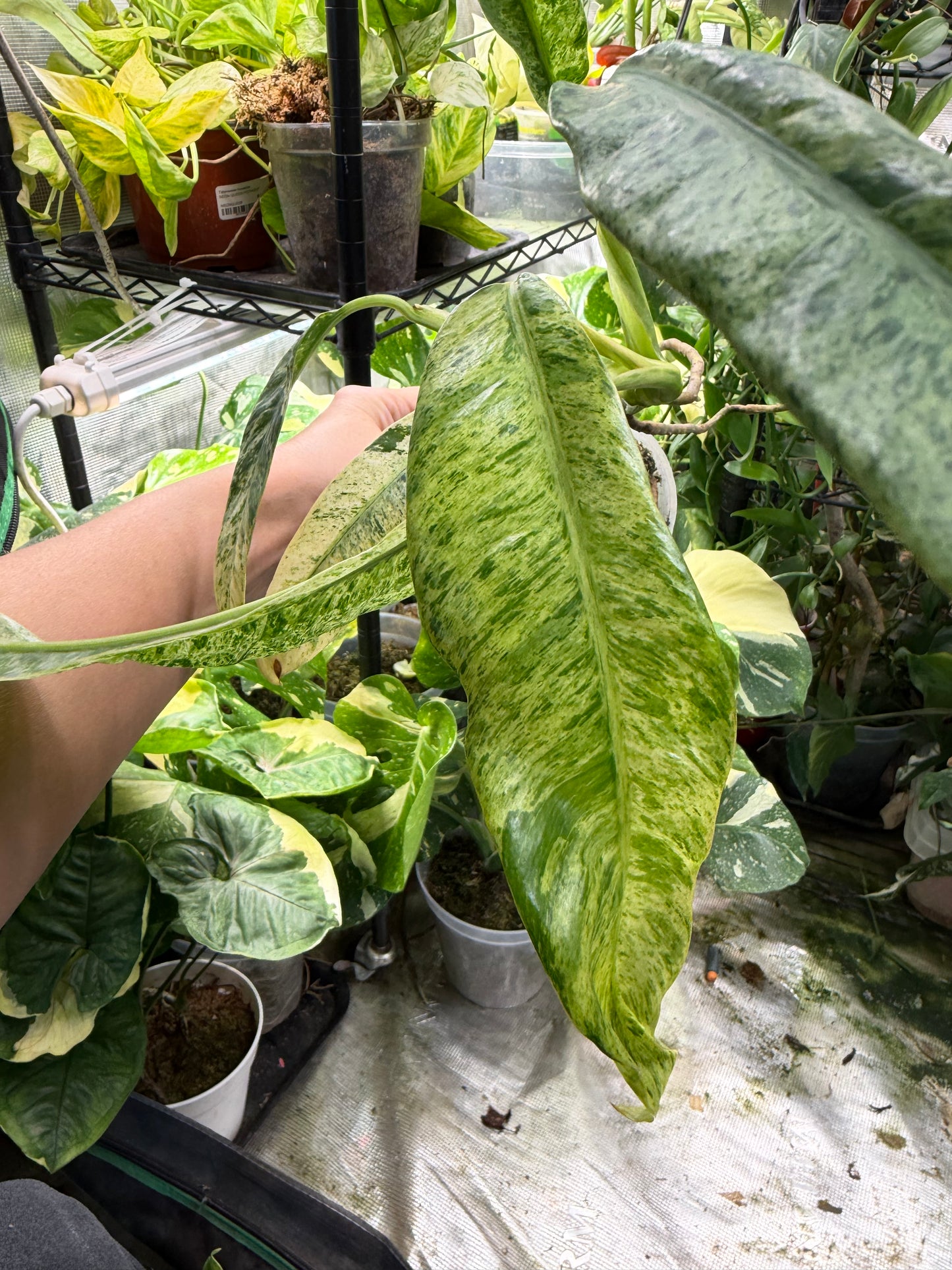 *EXACT PLANT* Epipremnum Giganteum Blizzard Marbled