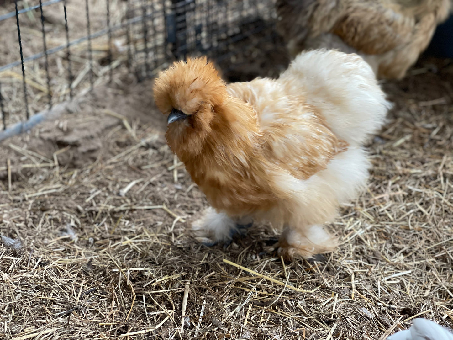 Gold Project Silkie Hatching Eggs Satin/Frizzle NPIP & AI