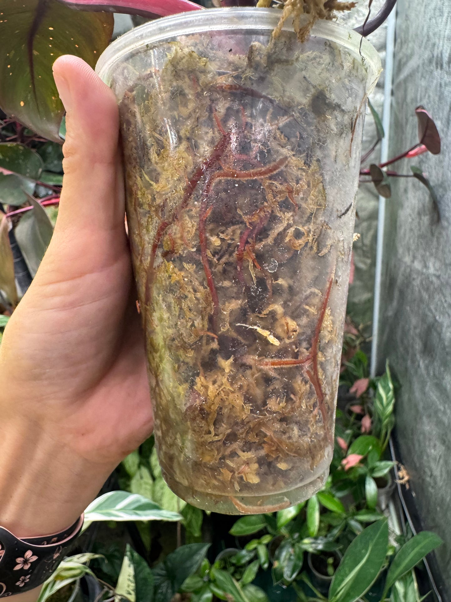 Pink Princess Philodendron *EXACT PLANT*