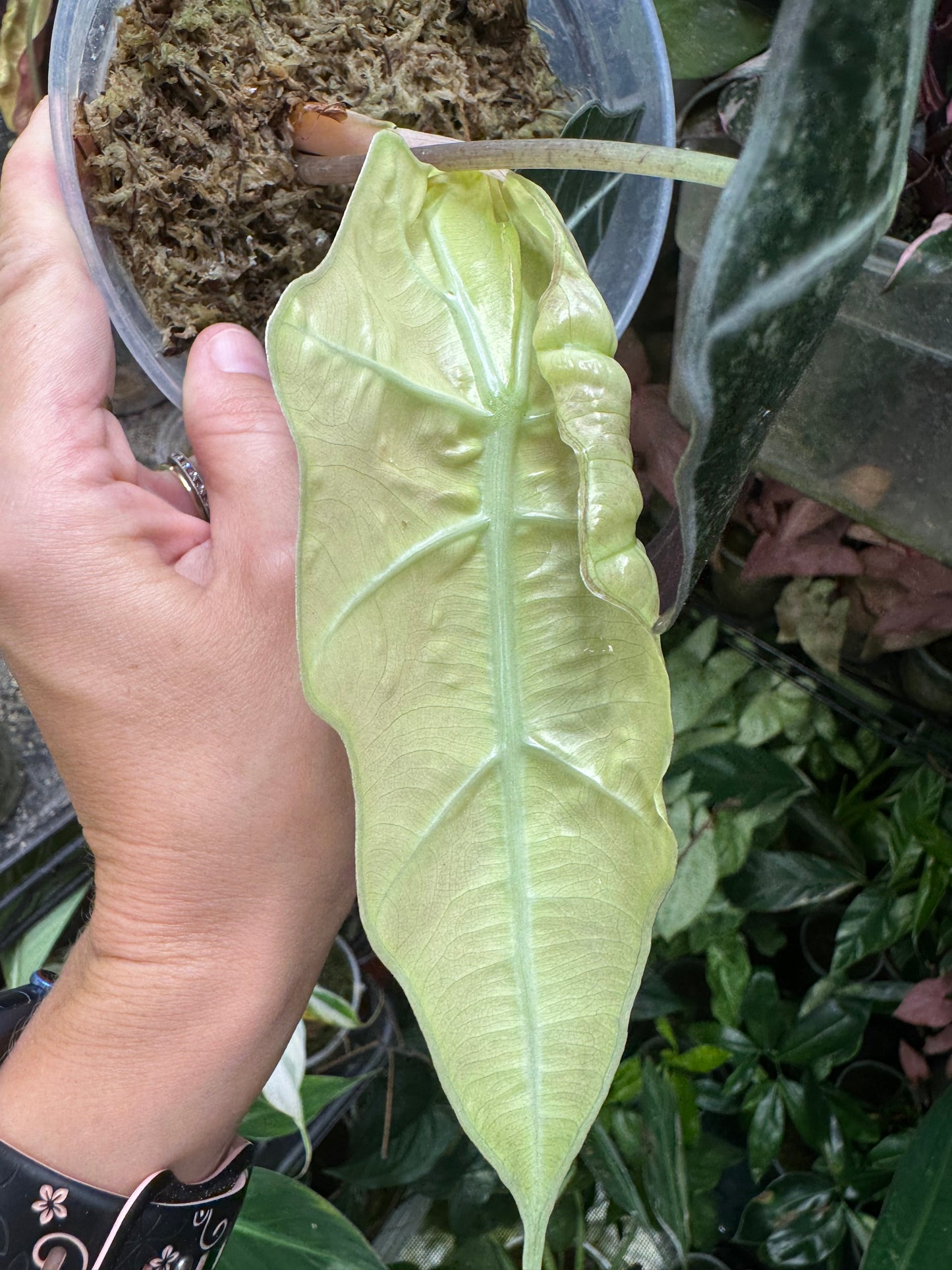 Variegated Pink Mint Amazonica Alocasia *EXACT PLANT* corming size