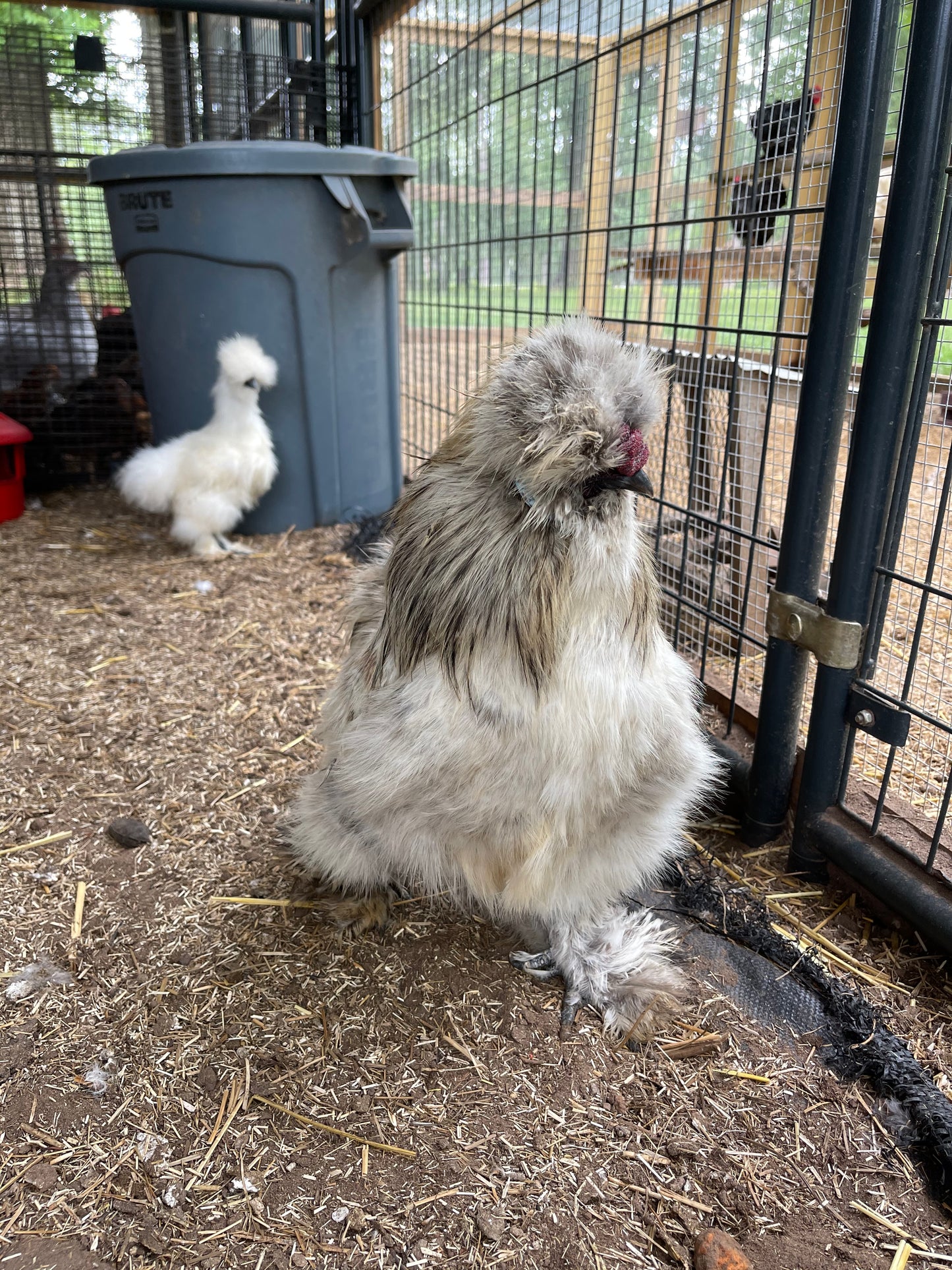 Gold Project Silkie Hatching Eggs Satin/Frizzle NPIP & AI