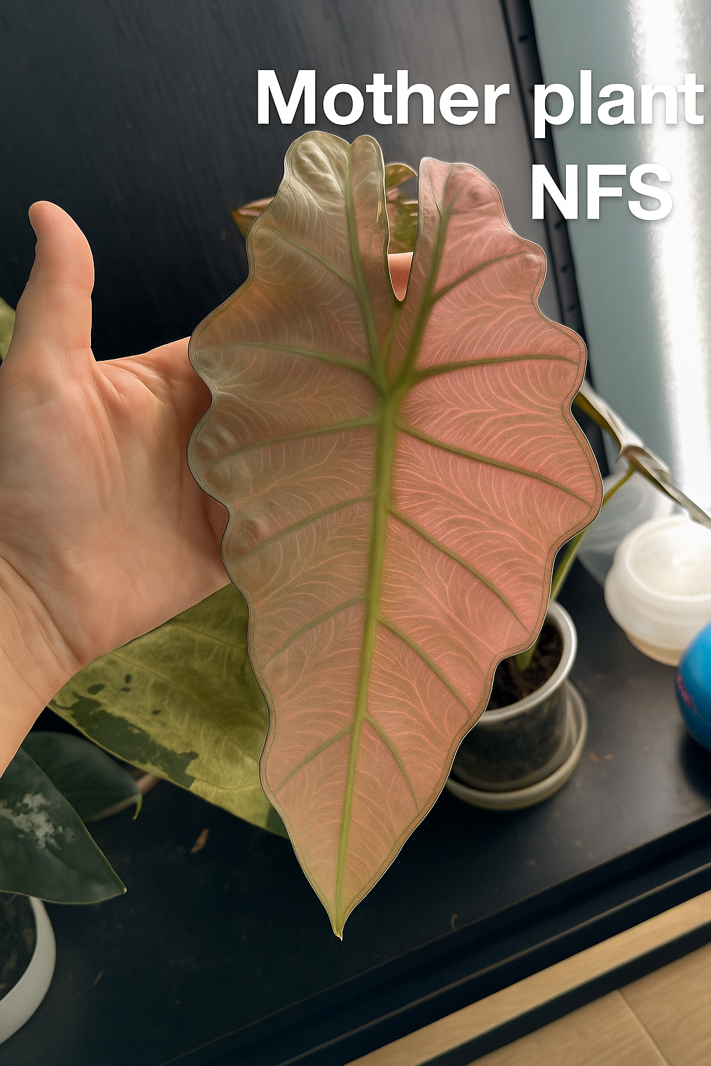 Variegated Pink Mint Amazonica Alocasia *EXACT PLANT* corming size