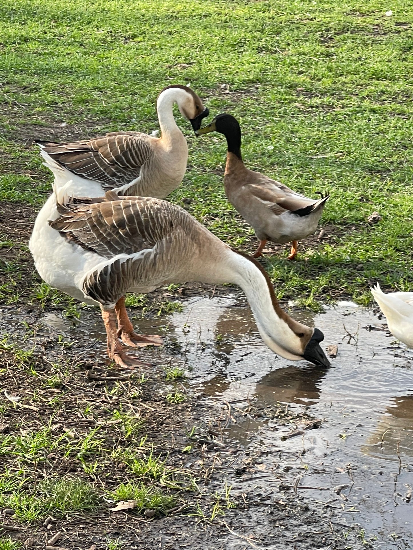 NOW AVAILABLE African Goose Hatching Eggs NPIP AI Breeder Quality