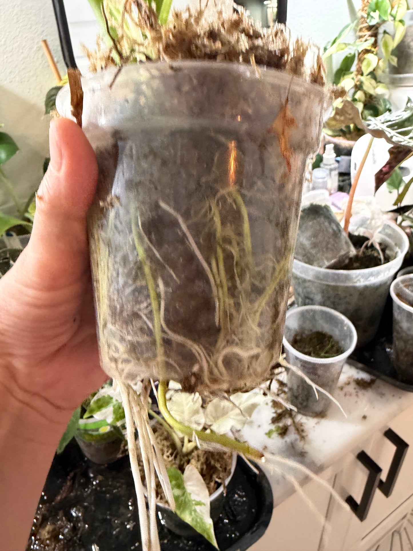 Alocasia Odora albo variegated Stunning *EXACT PLANT*