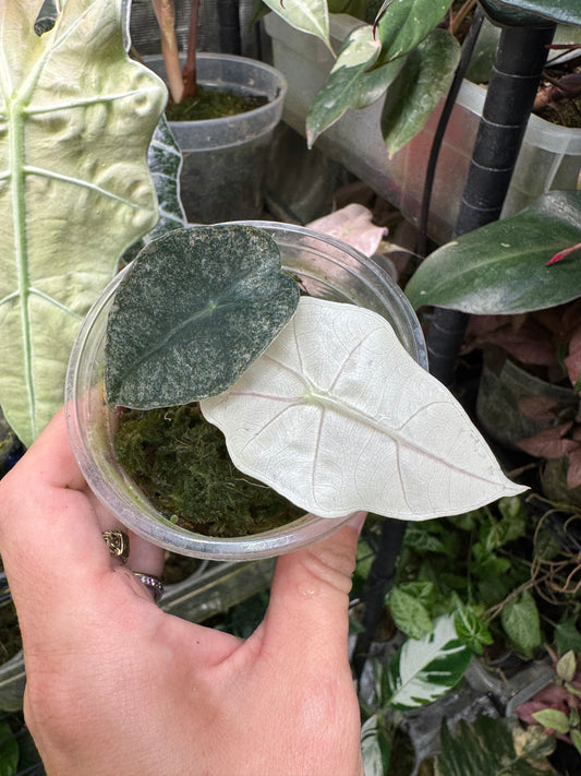 Variegated Pink Mint Amazonica “Polly” Alocasia *EXACT PLANT* corming size