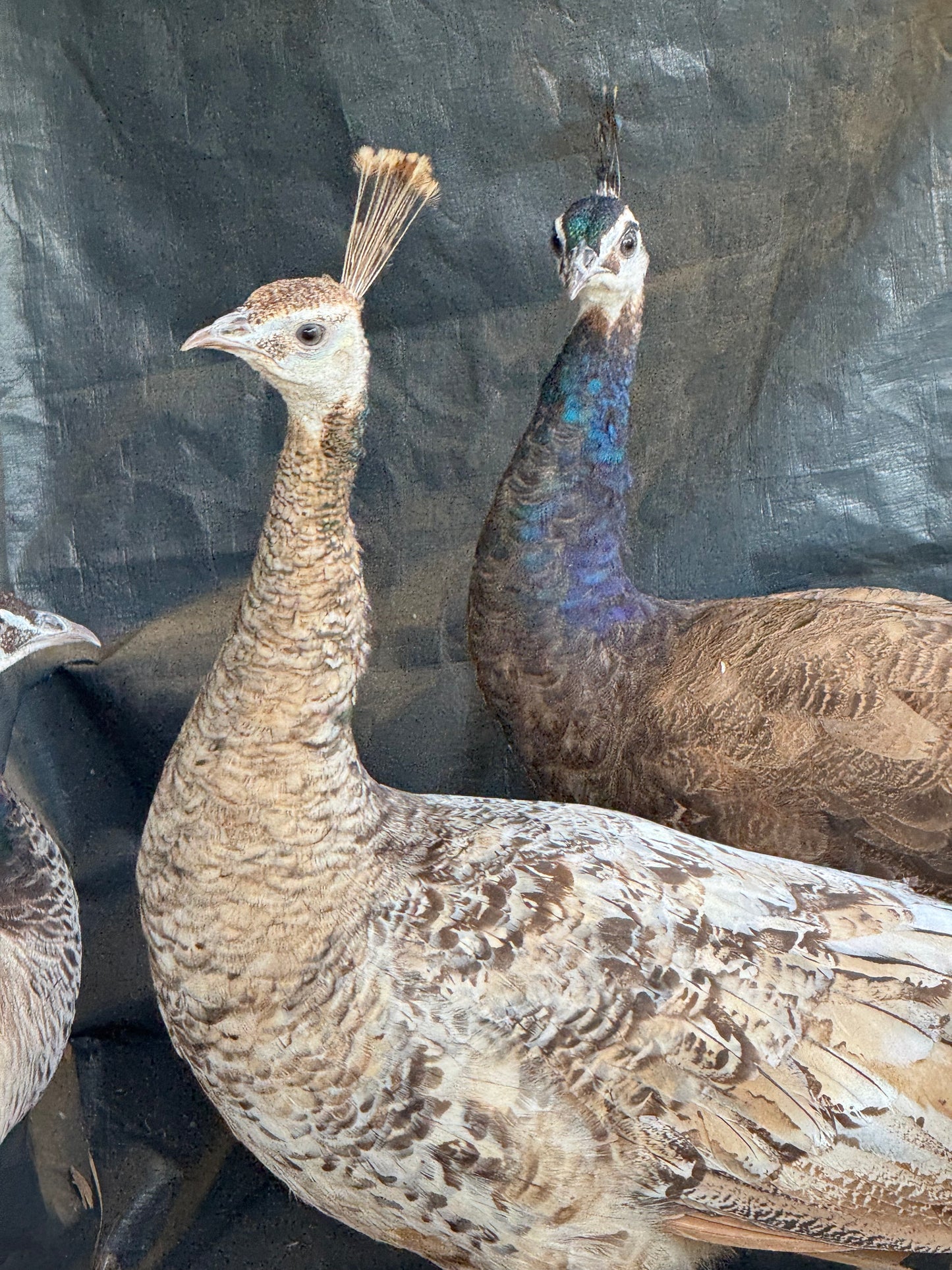 **PREORDER** PURPLE Peafowl Hatching Eggs