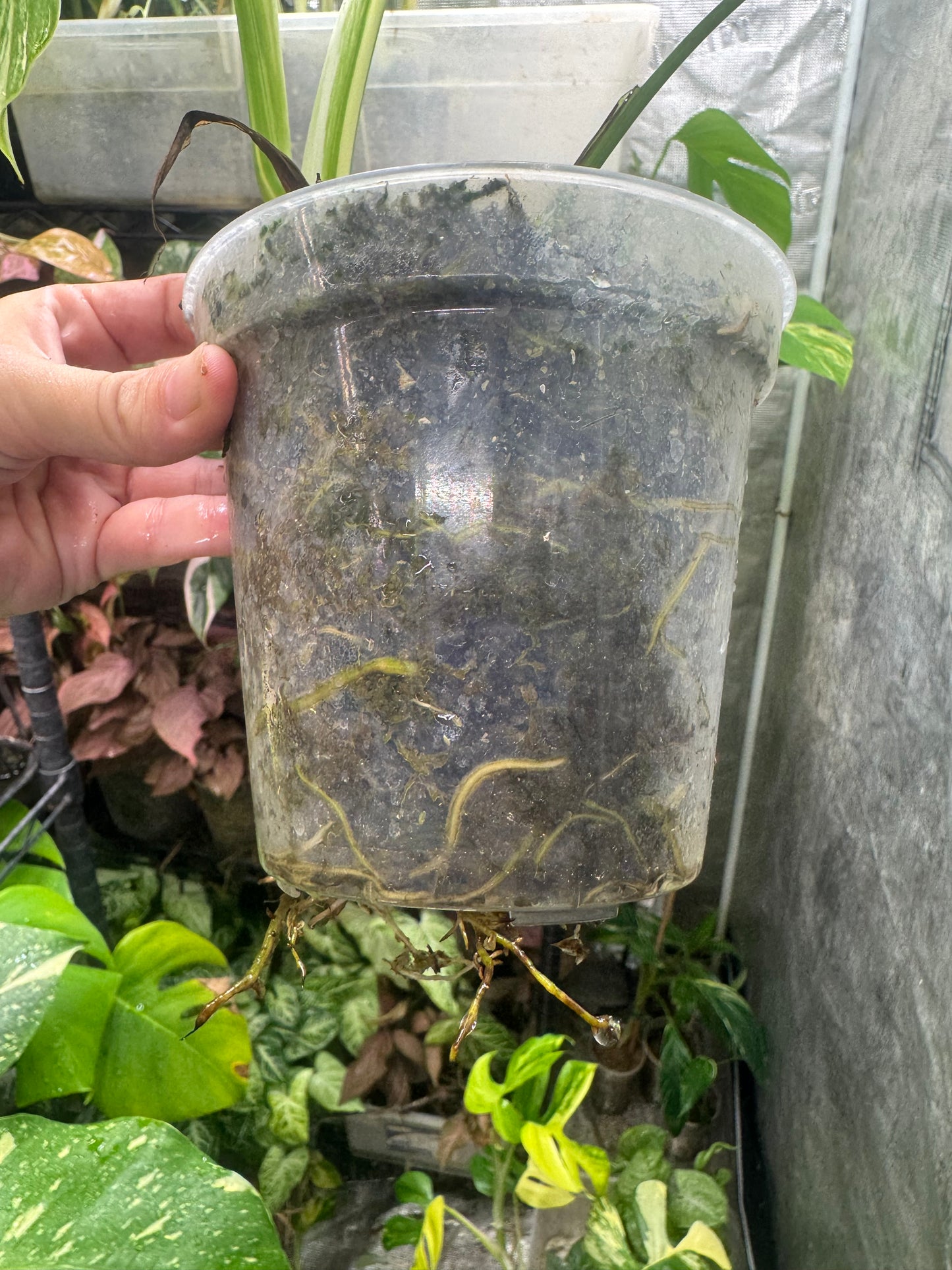 *EXACT PLANT* Monstera deliciosa Albo variegated