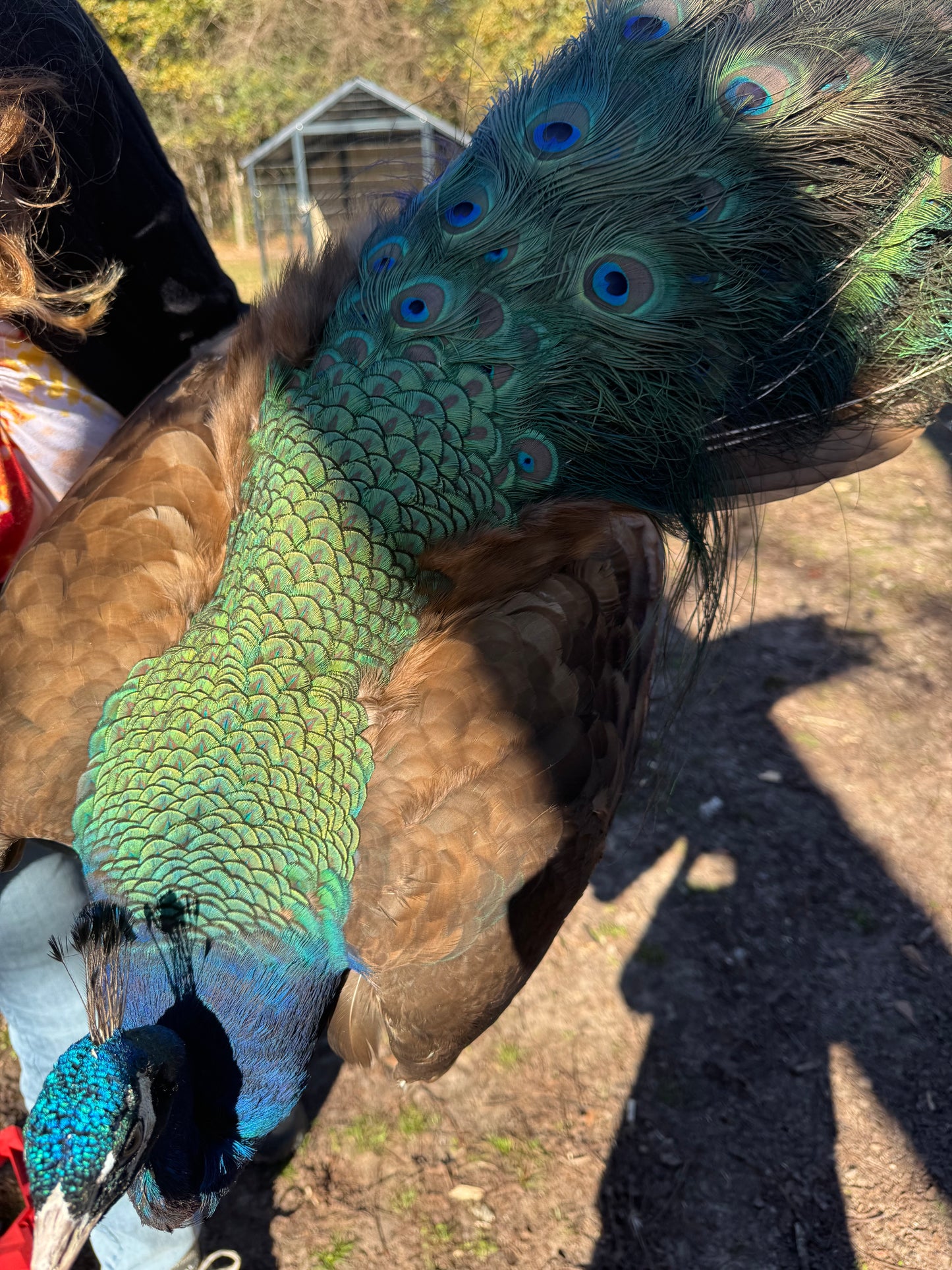 **PREORDER** PURPLE Peafowl Hatching Eggs