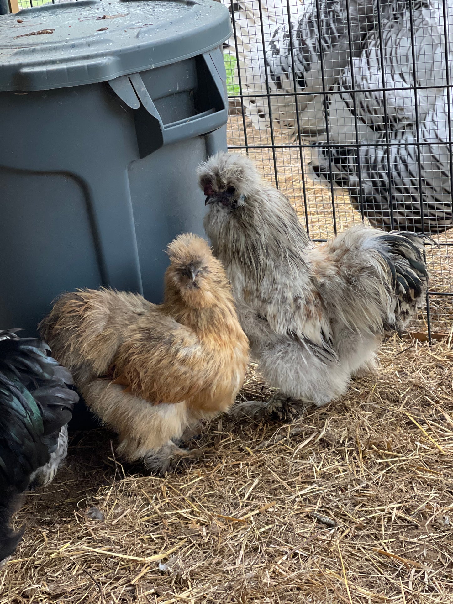 Gold Project Silkie Hatching Eggs Satin/Frizzle NPIP & AI