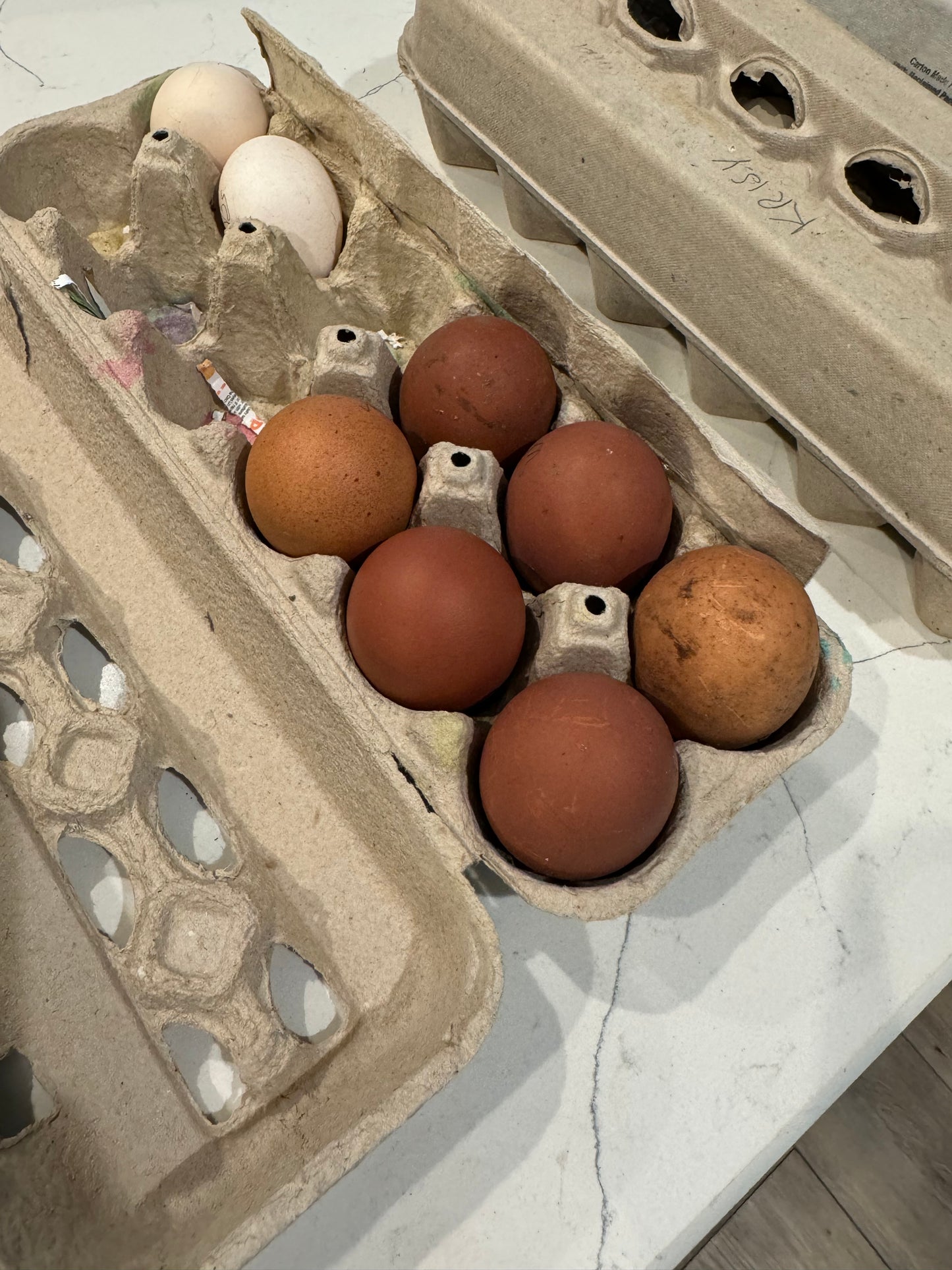 Blue/Black/Splash Copper Maran Chicken Hatching eggs NPIP AI