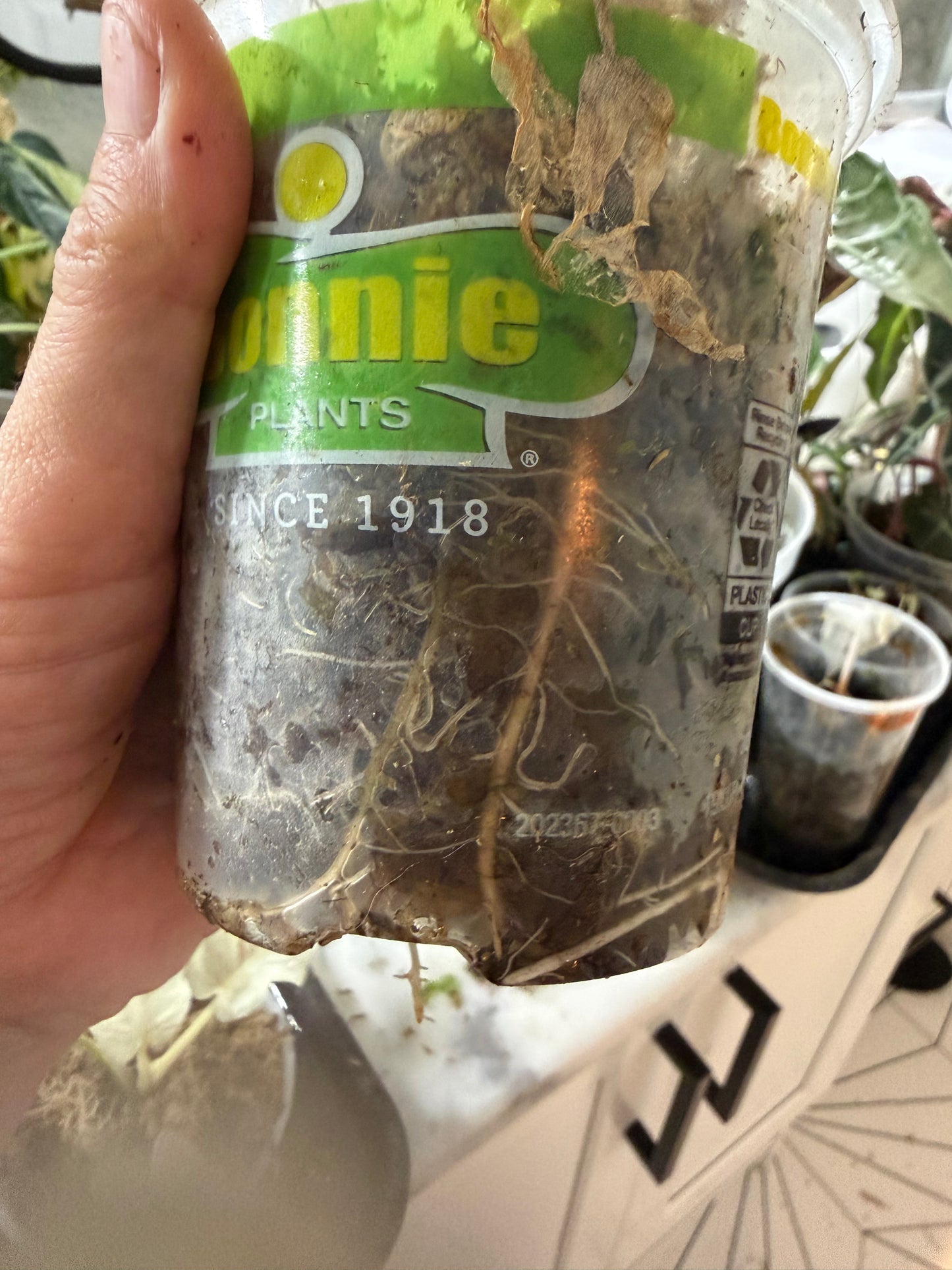 *EXACT PLANT* Variegated Pink Bambino Alocasia Corming size