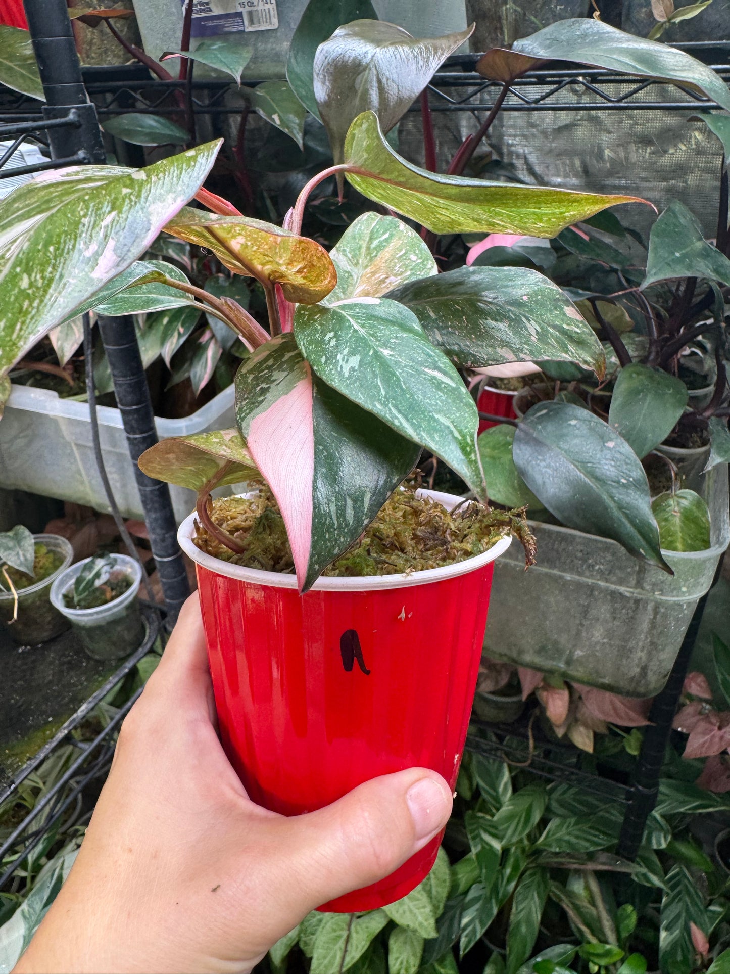 Pink Princess Philodendron MARBLED *EXACT PLANT*