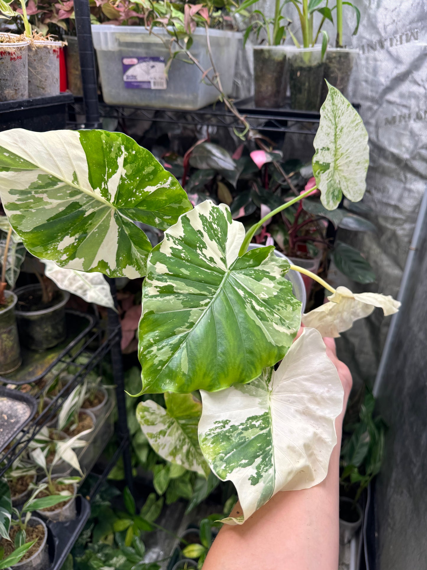 Alocasia Macrorrhiza variegata- Stunning Variegated Elephant Ear *EXACT PLANT*