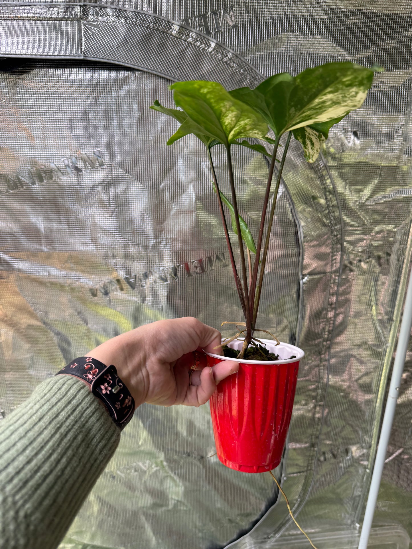 *Growers Choice* Syngonium Albo