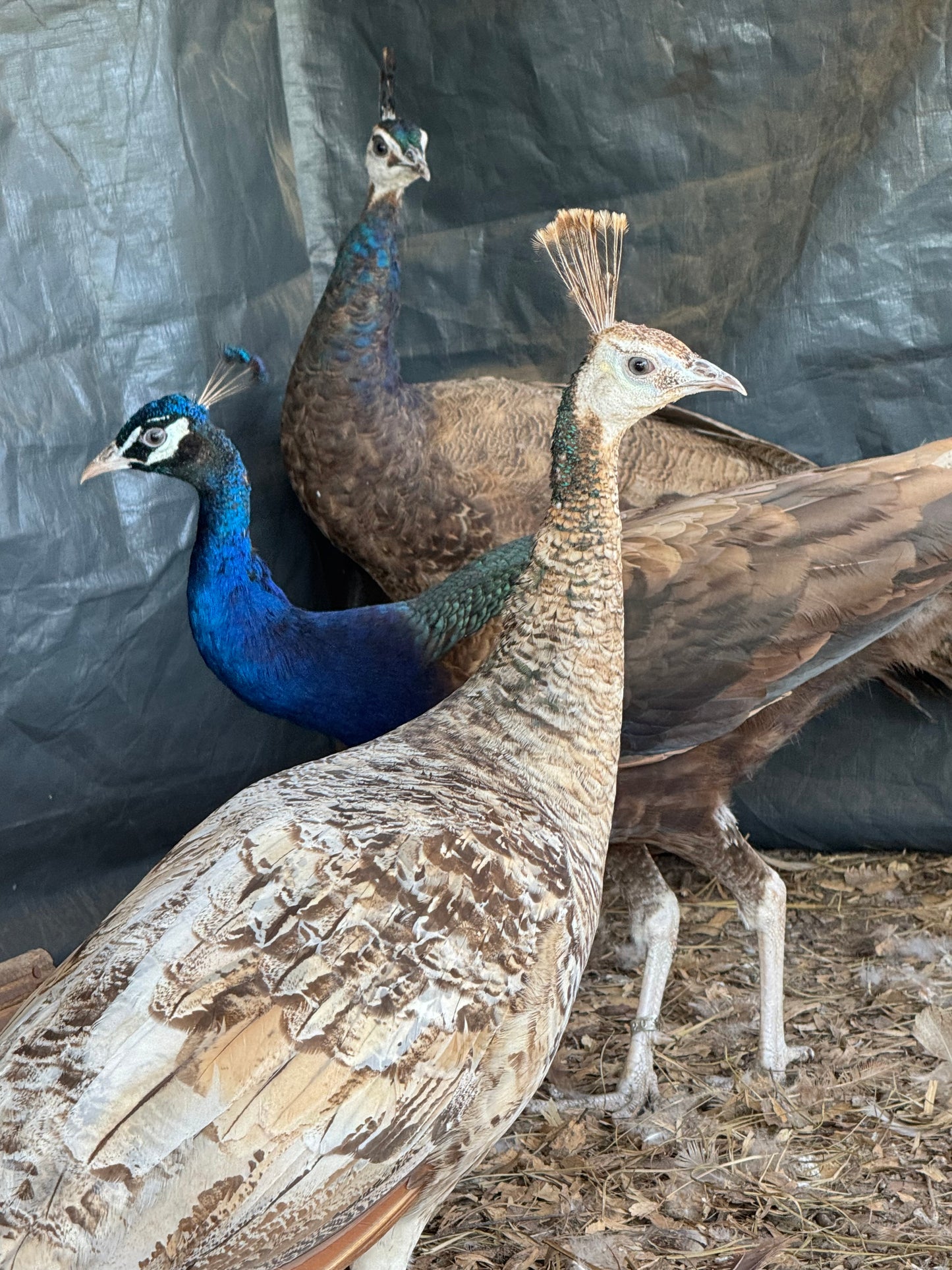 **PREORDER** PURPLE Peafowl Hatching Eggs
