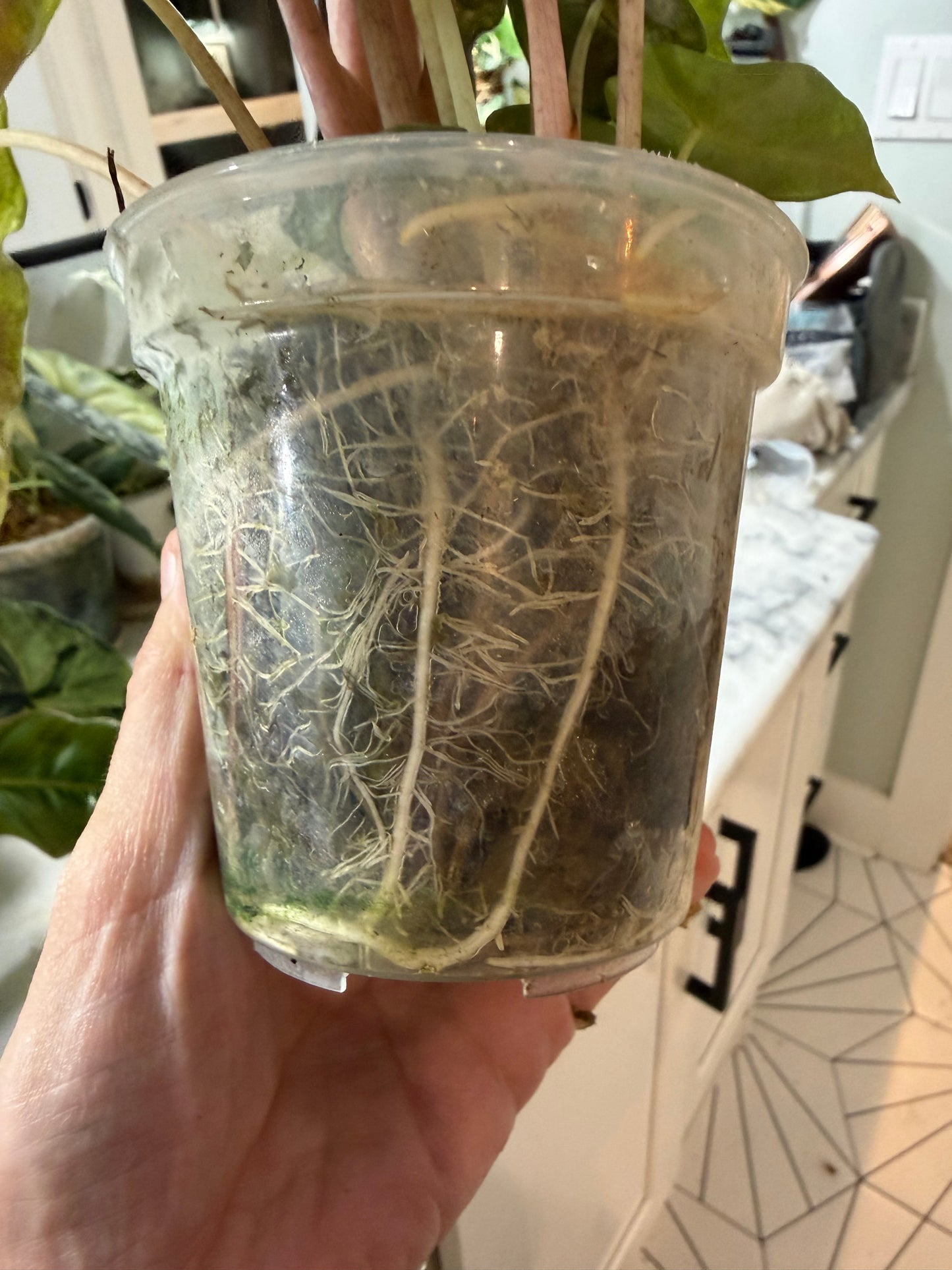 *EXACT PLANT* Amazonica “Polly” Aurea Variegated Alocasia Corming size