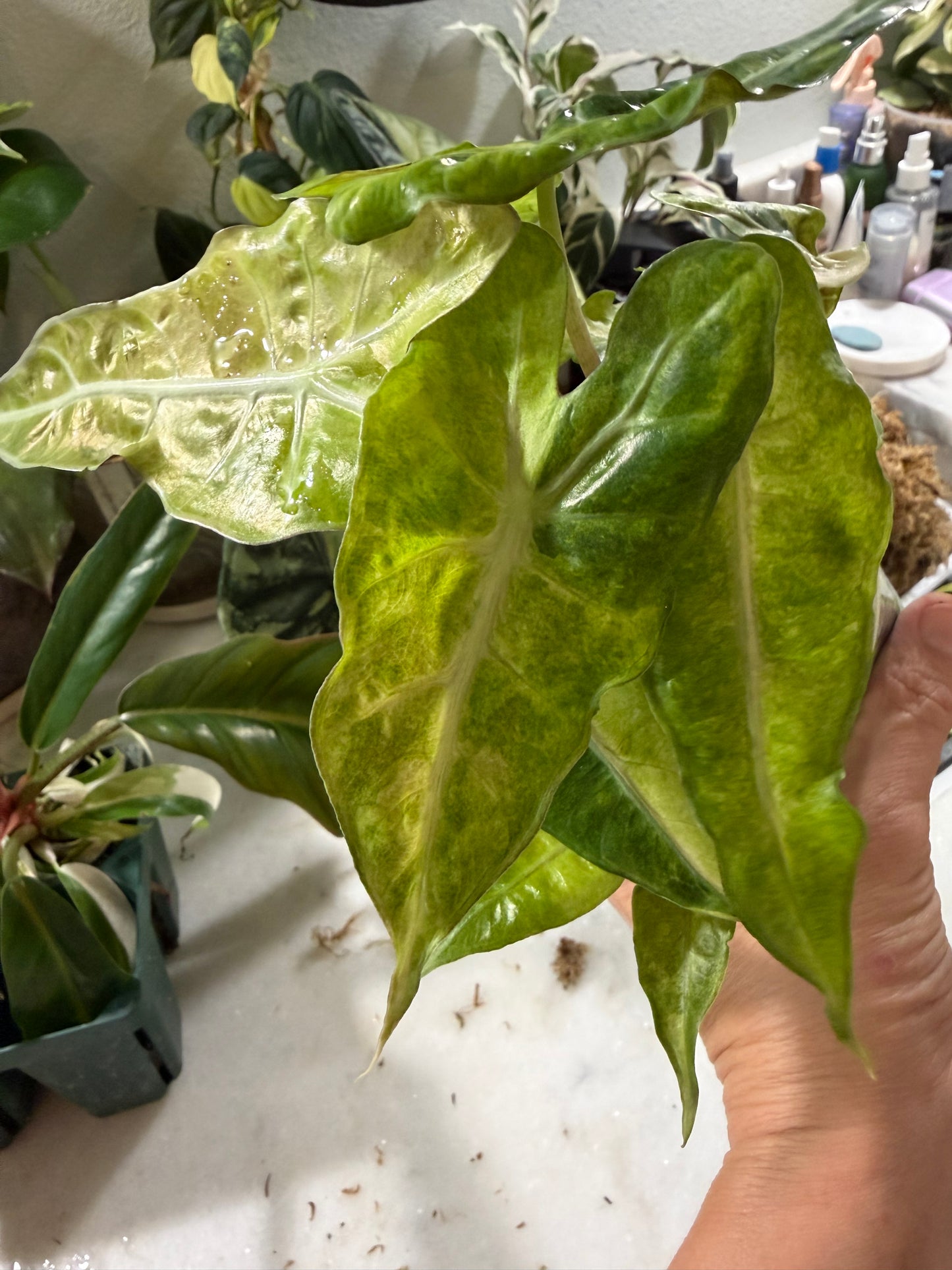 *EXACT PLANT* Amazonica “Polly” Aurea Variegated Alocasia Corming size