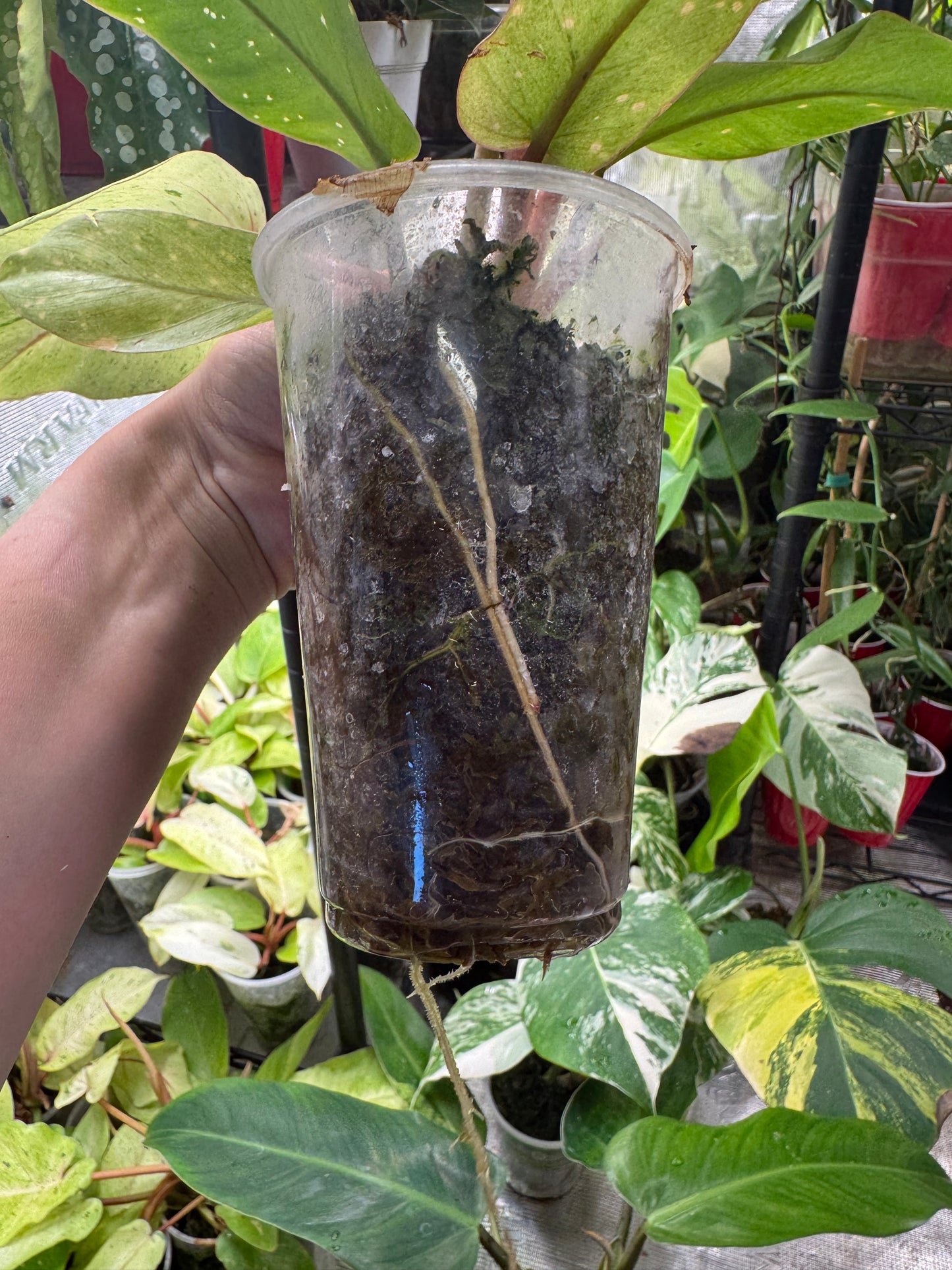 *EXACT PLANT* Philodendron Snowdrift Variegated