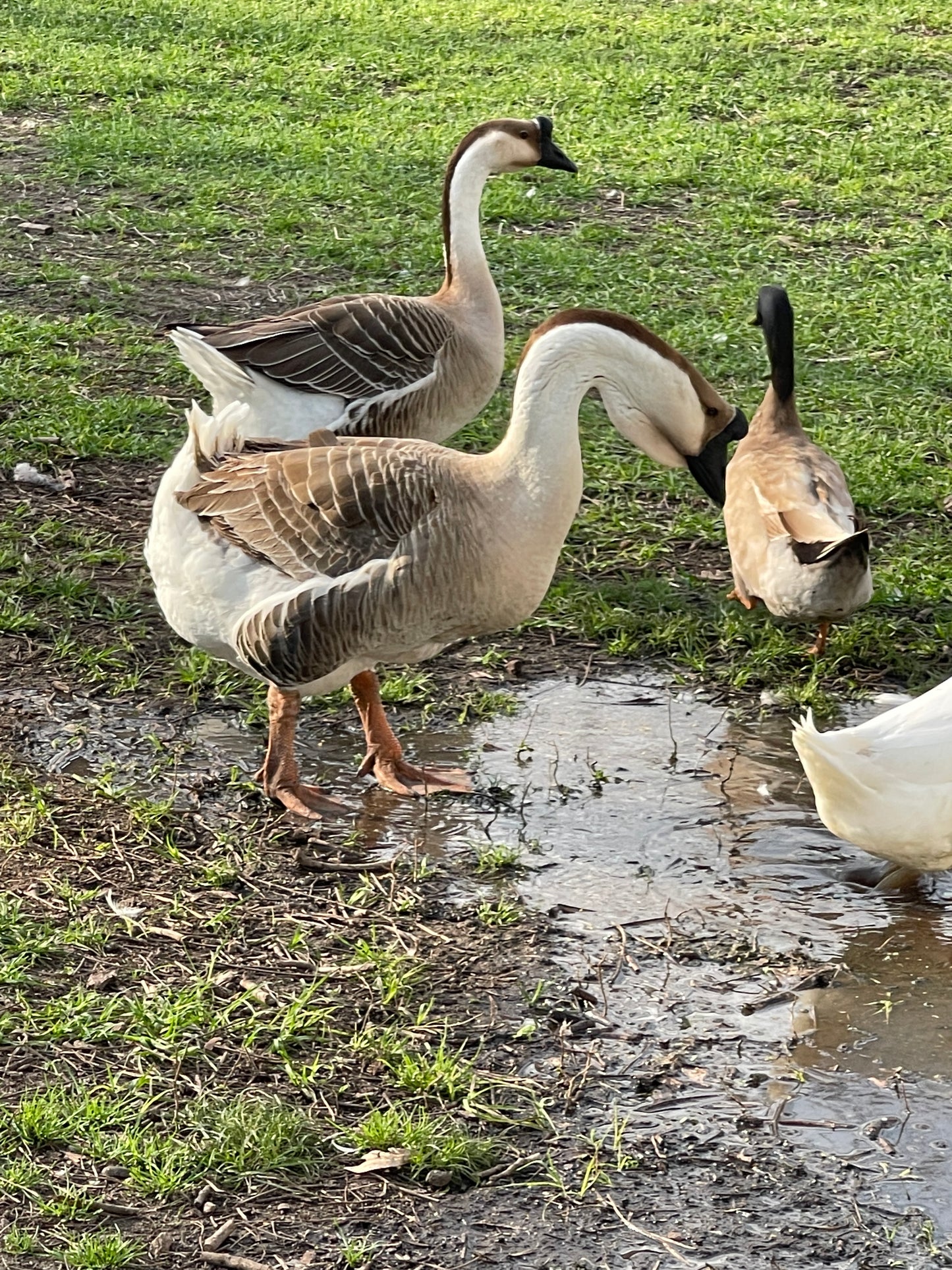 NOW AVAILABLE African Goose Hatching Eggs NPIP AI Breeder Quality