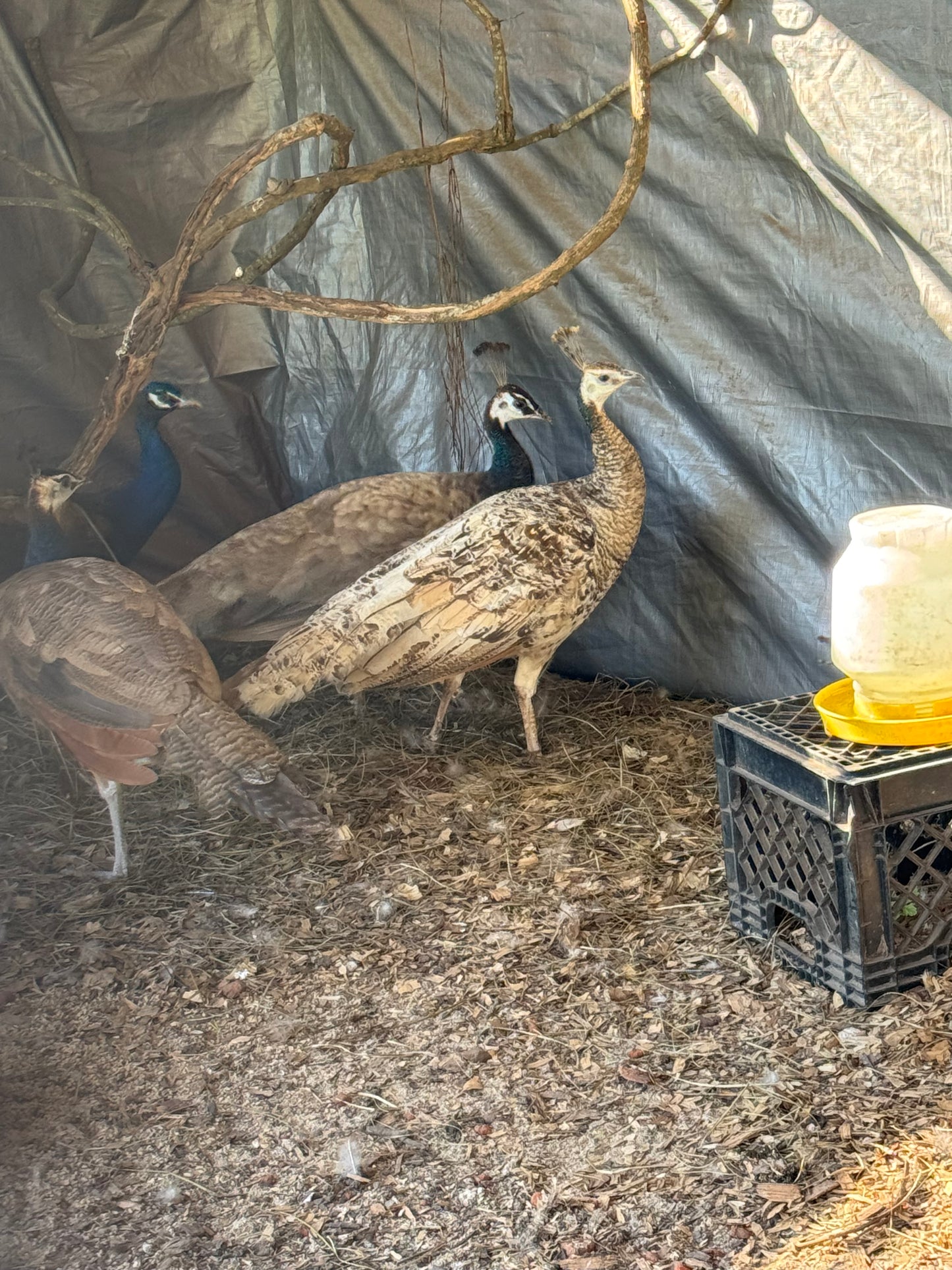 **PREORDER** PURPLE Peafowl Hatching Eggs