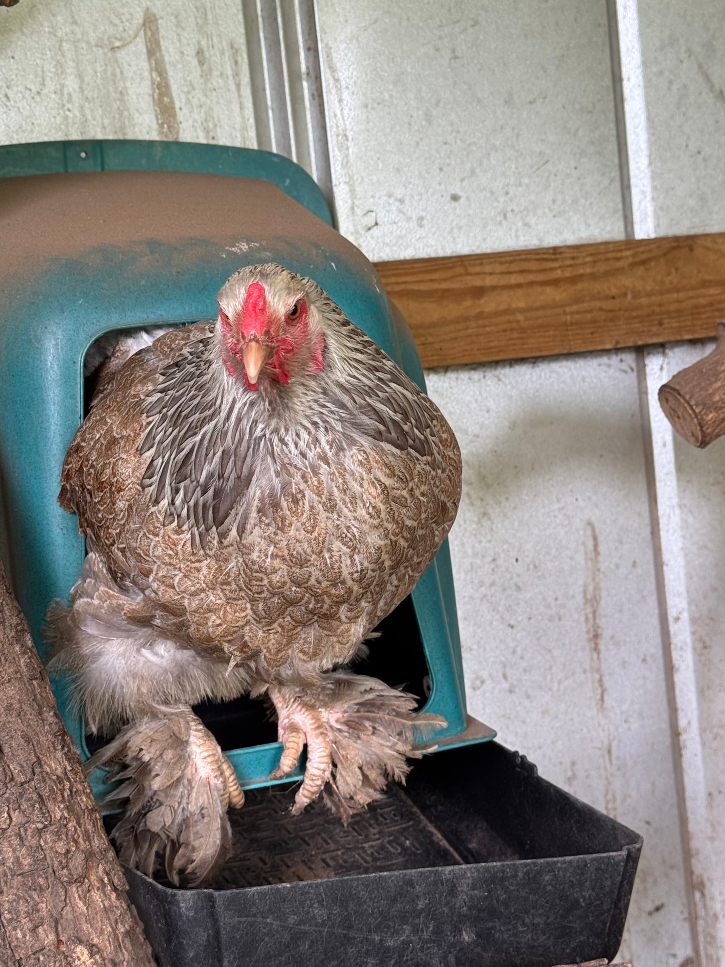 Blue/Black/Splash SILVER Partridge Brahma Hatching Eggs