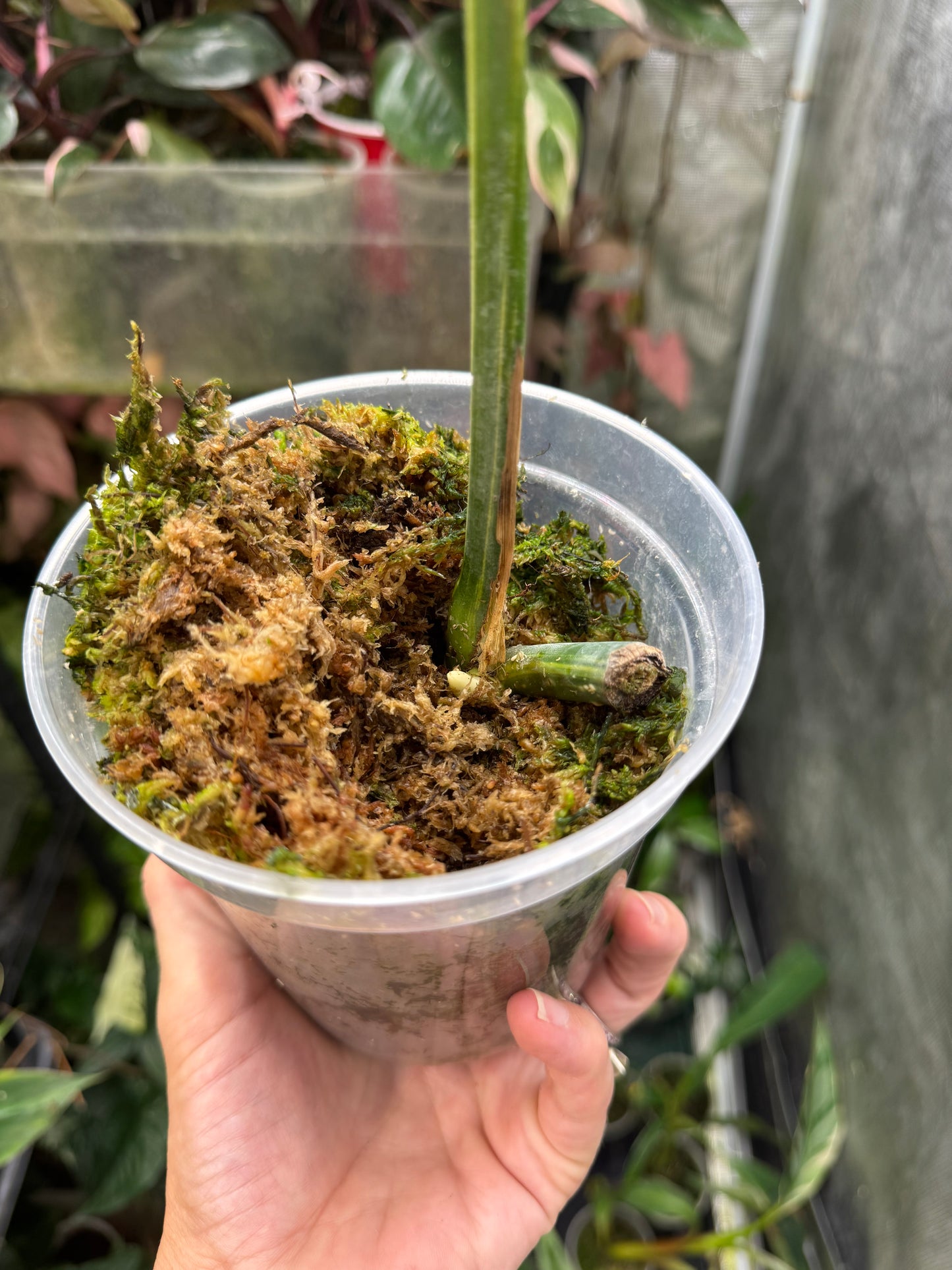 *EXACT PLANT* Monstera deliciosa Aurea variegated