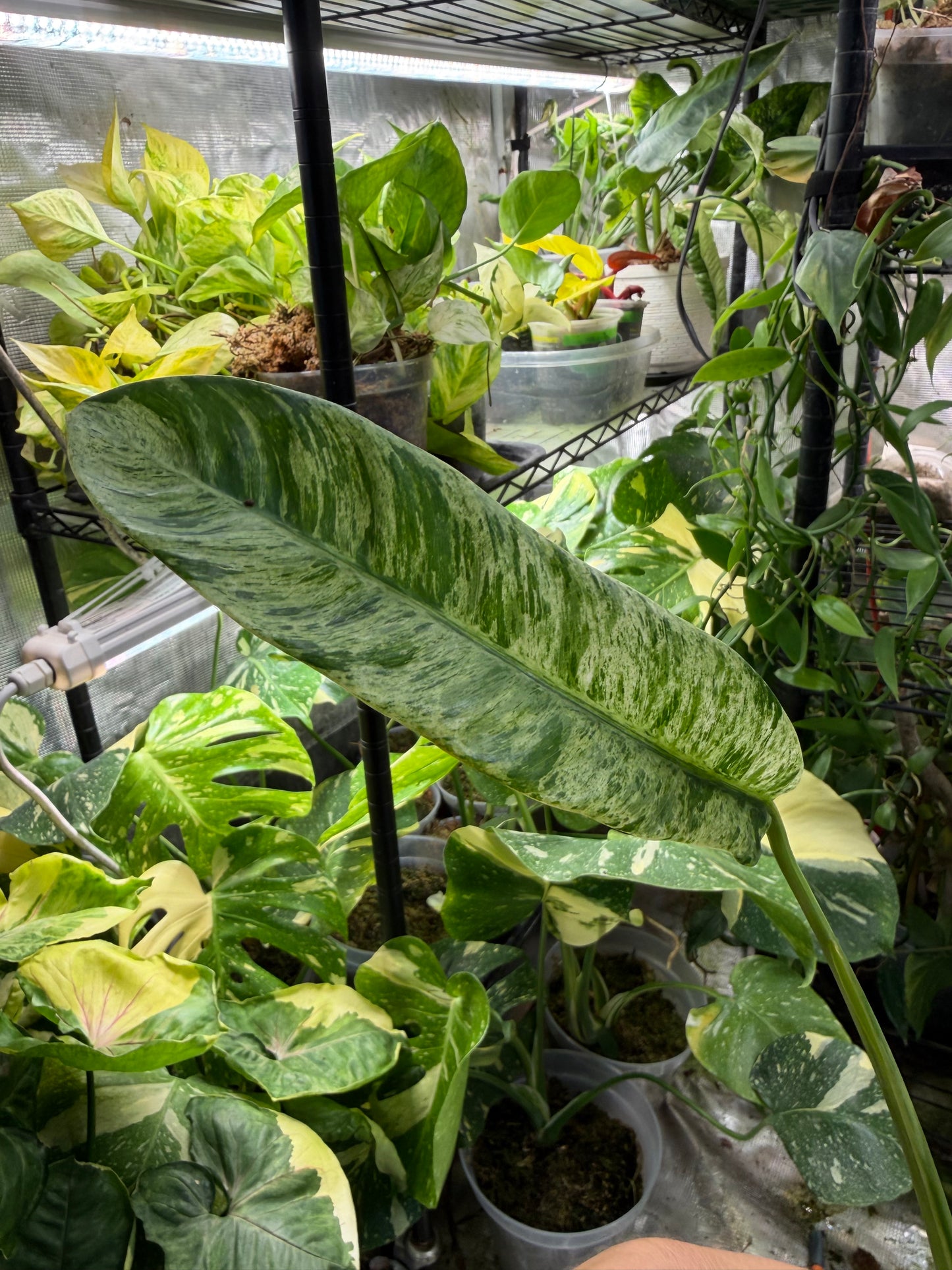 *EXACT PLANT* Epipremnum Giganteum Blizzard Marbled