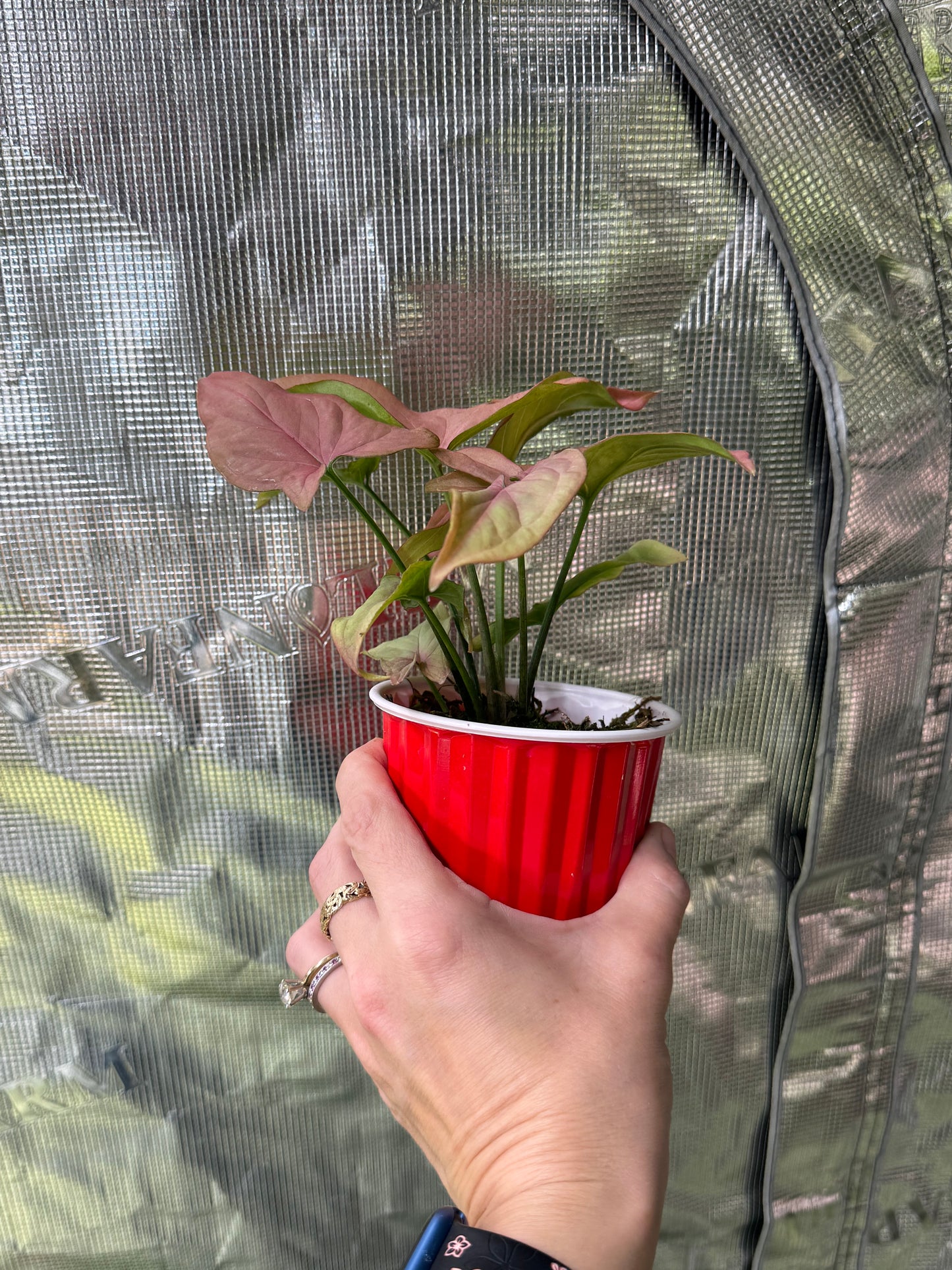 *Growers Choice* Syngonium Pink Perfection