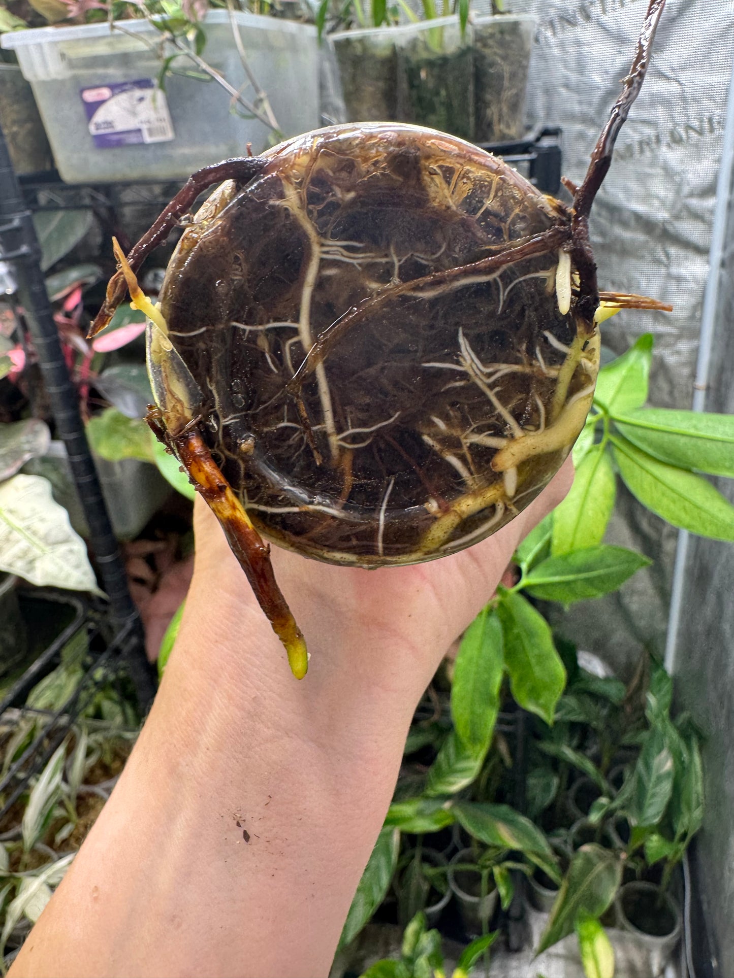 Philodendron Goeldii Mint (now known as Thaumatophyllum spruceanum ‘Mint’)