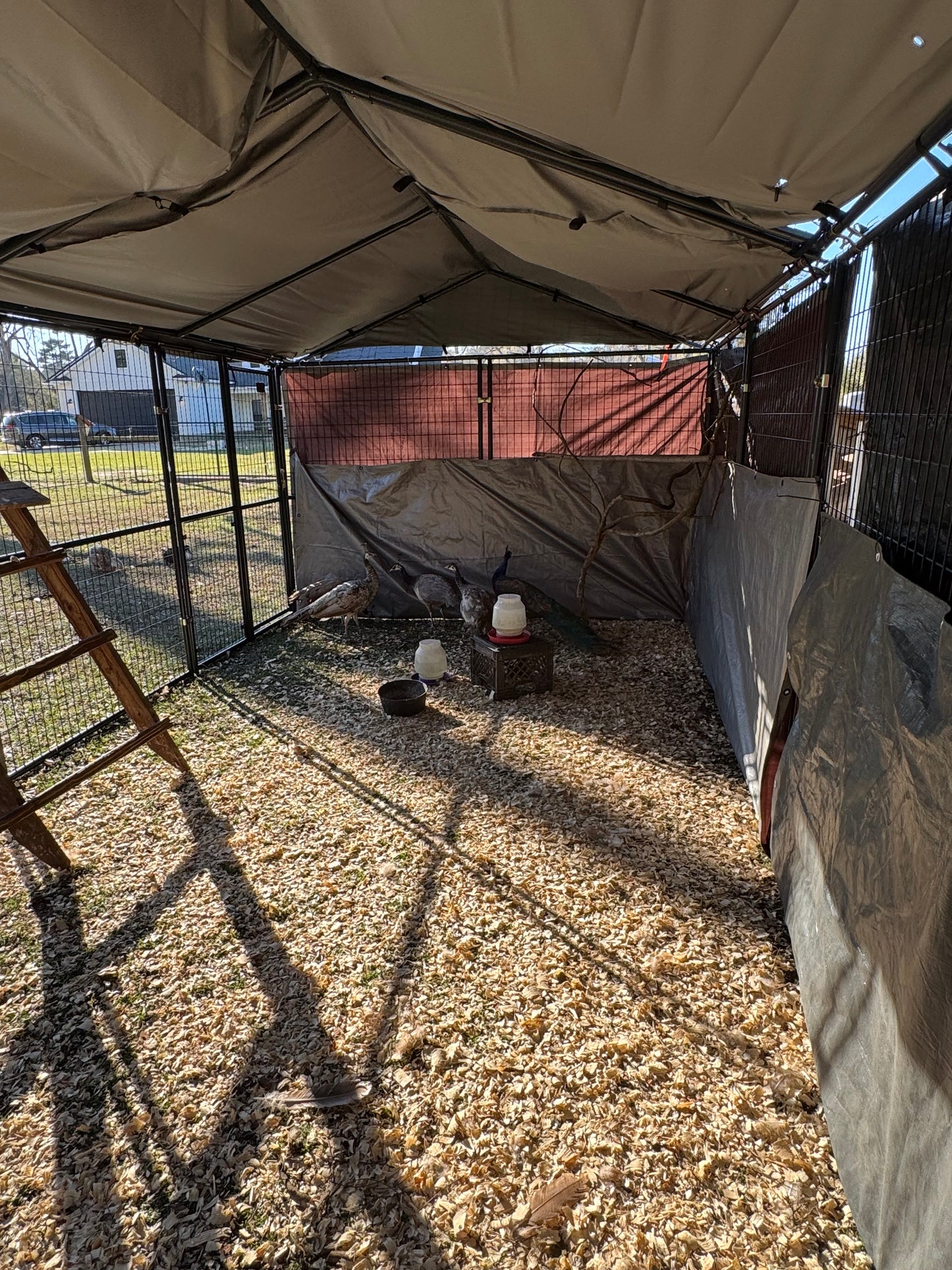 **PREORDER** PURPLE Peafowl Hatching Eggs