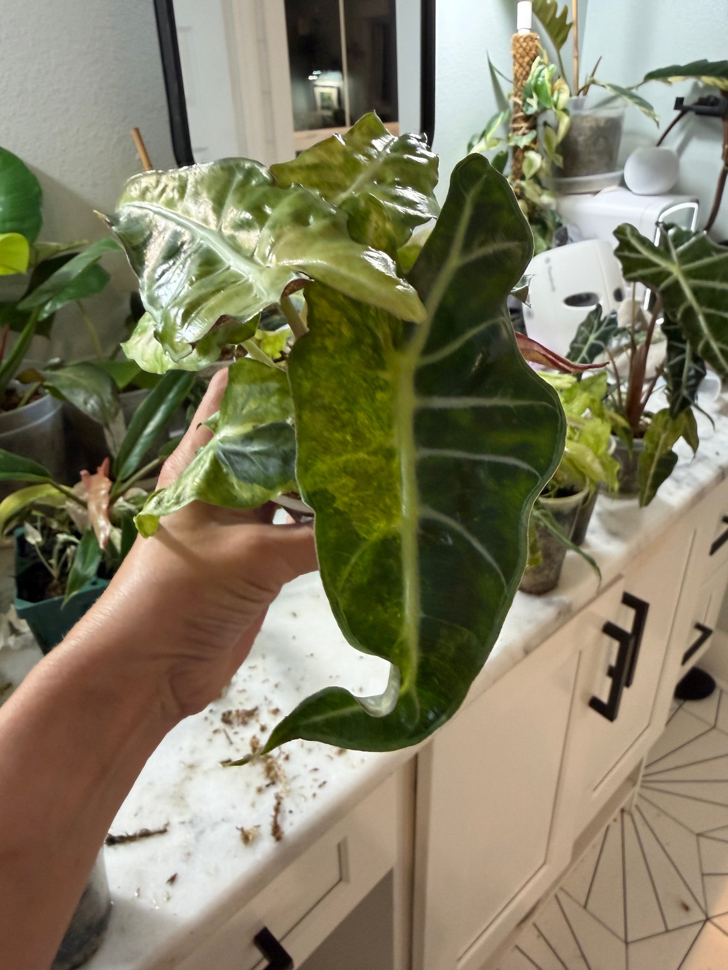 *EXACT PLANT* Amazonica “Polly” Aurea Variegated Alocasia Corming size