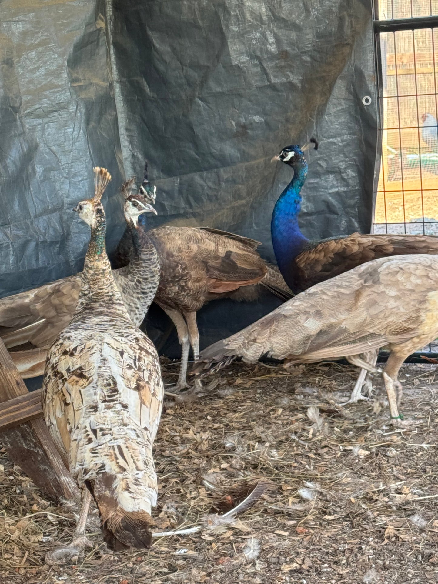 **PREORDER** PURPLE Peafowl Hatching Eggs
