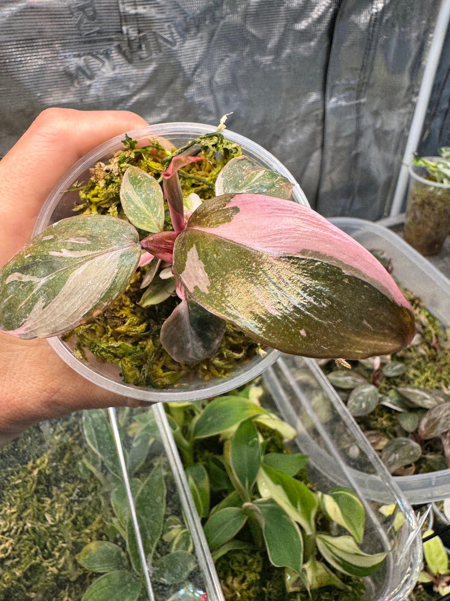 Pink Princess Philodendron
