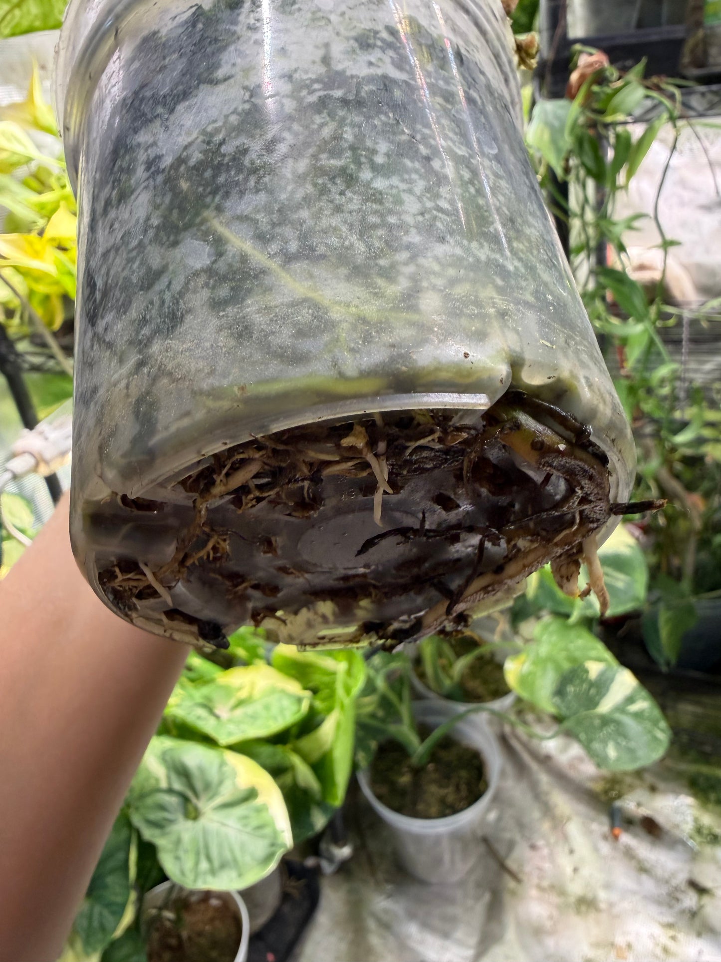 *EXACT PLANT* Epipremnum Giganteum Blizzard Marbled