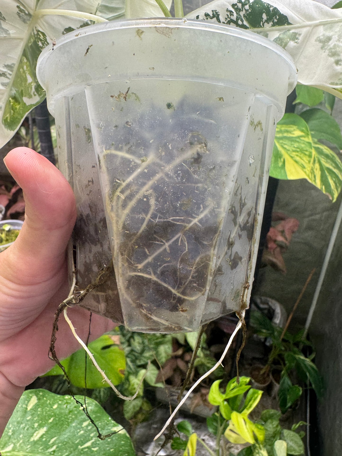 *EXACT PLANT* Variegated Frydek Alocasia Corming size