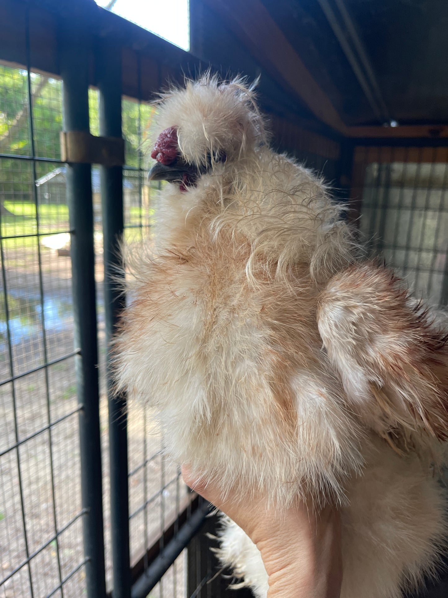 Gold Project Silkie Hatching Eggs Satin/Frizzle NPIP & AI