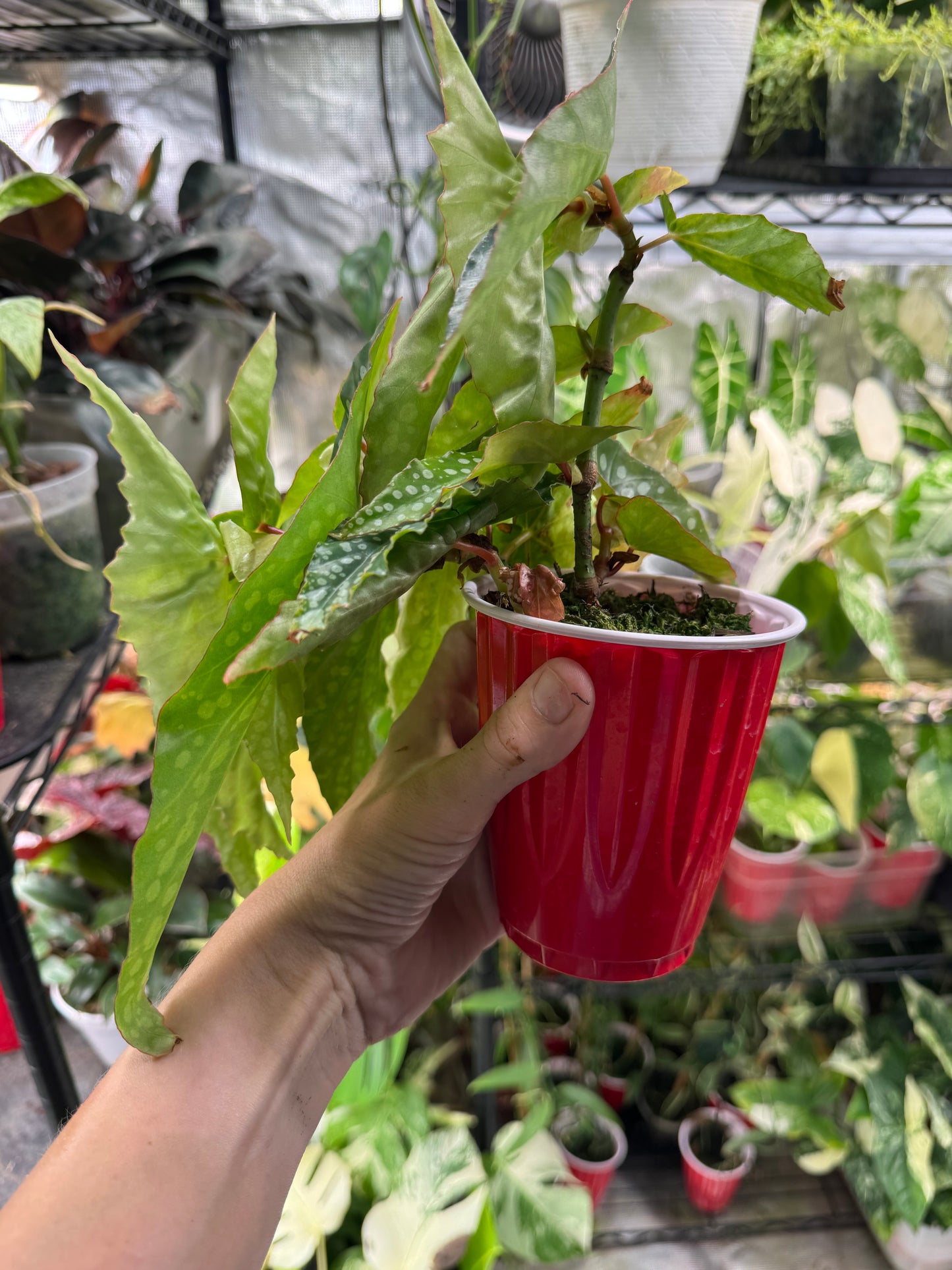 Begonia maculata “My Special Angel”